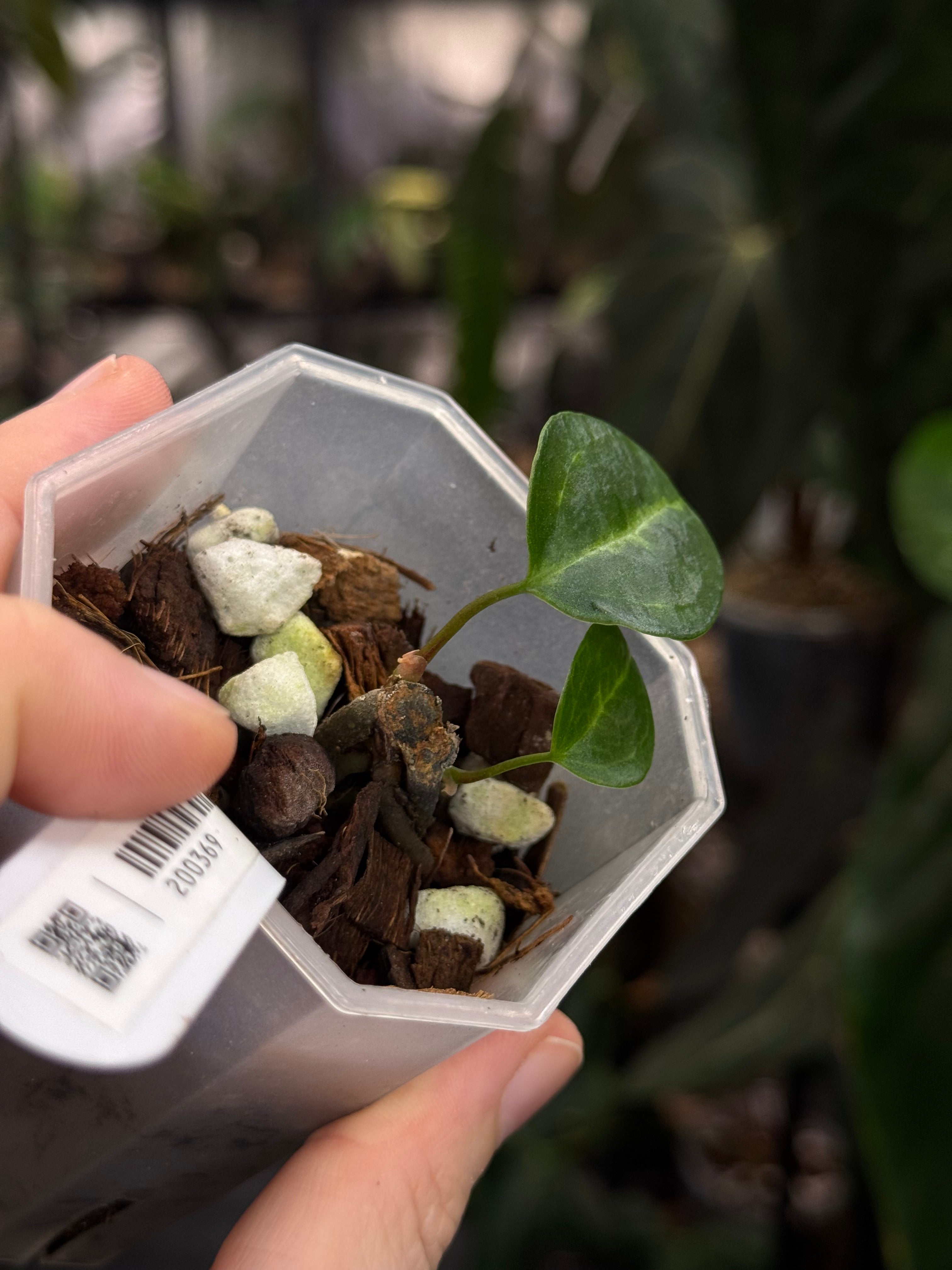 Anthurium Carlablackiae NSE