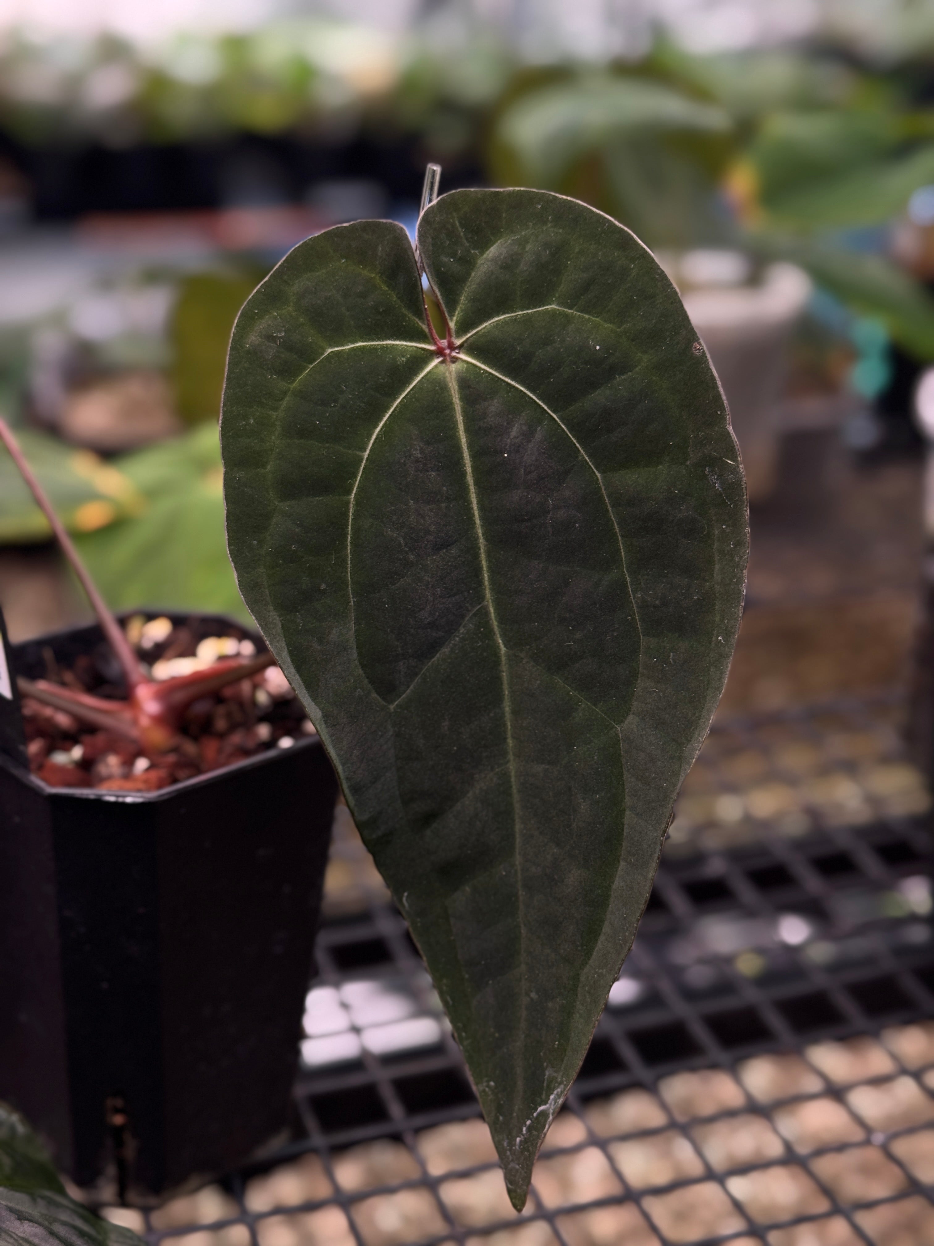Anthurium Ace of Spades Dark Form - Clone