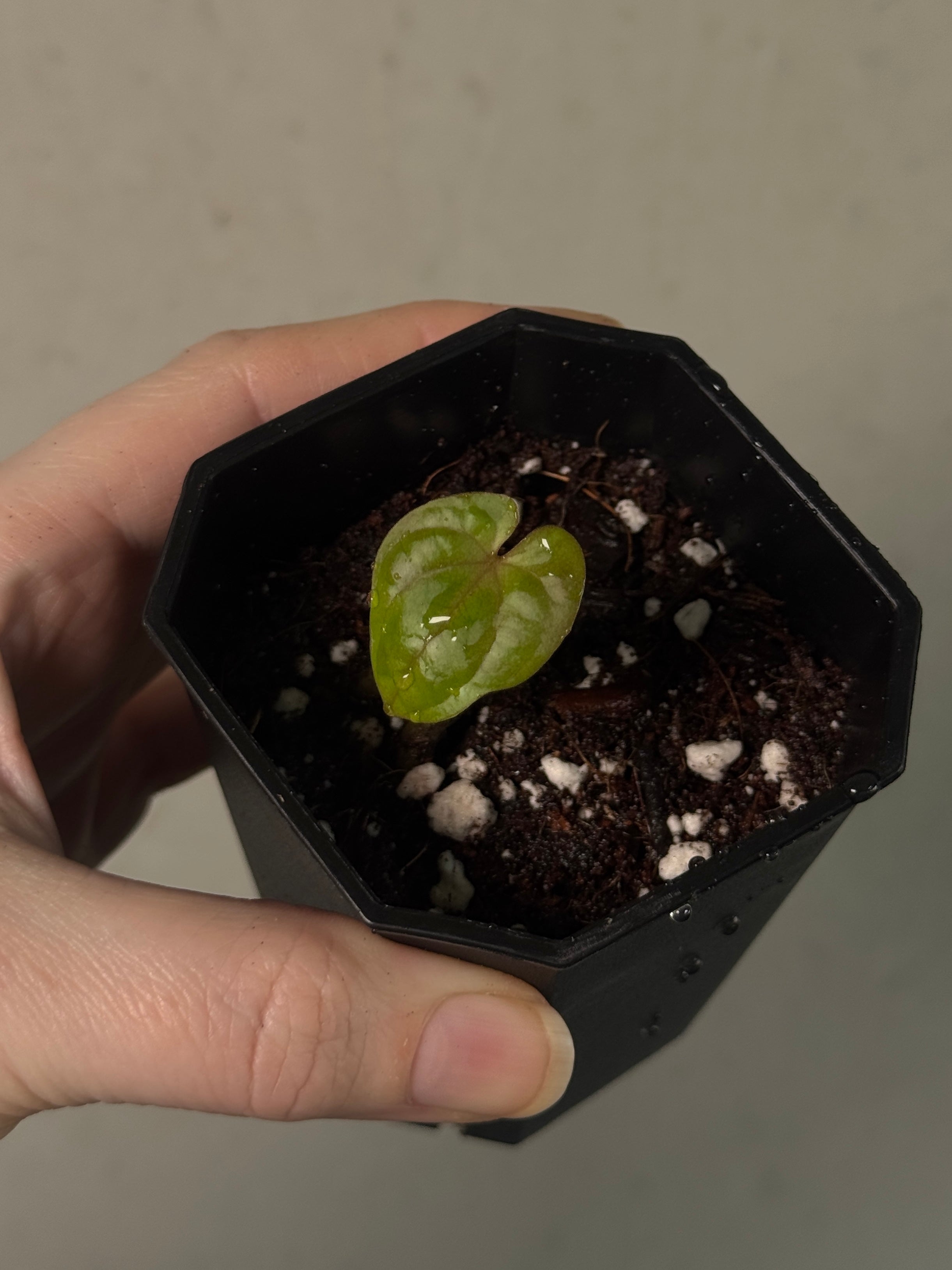 Anthurium Fort Sherman x Ace of Spades (Kunzo) - Clone