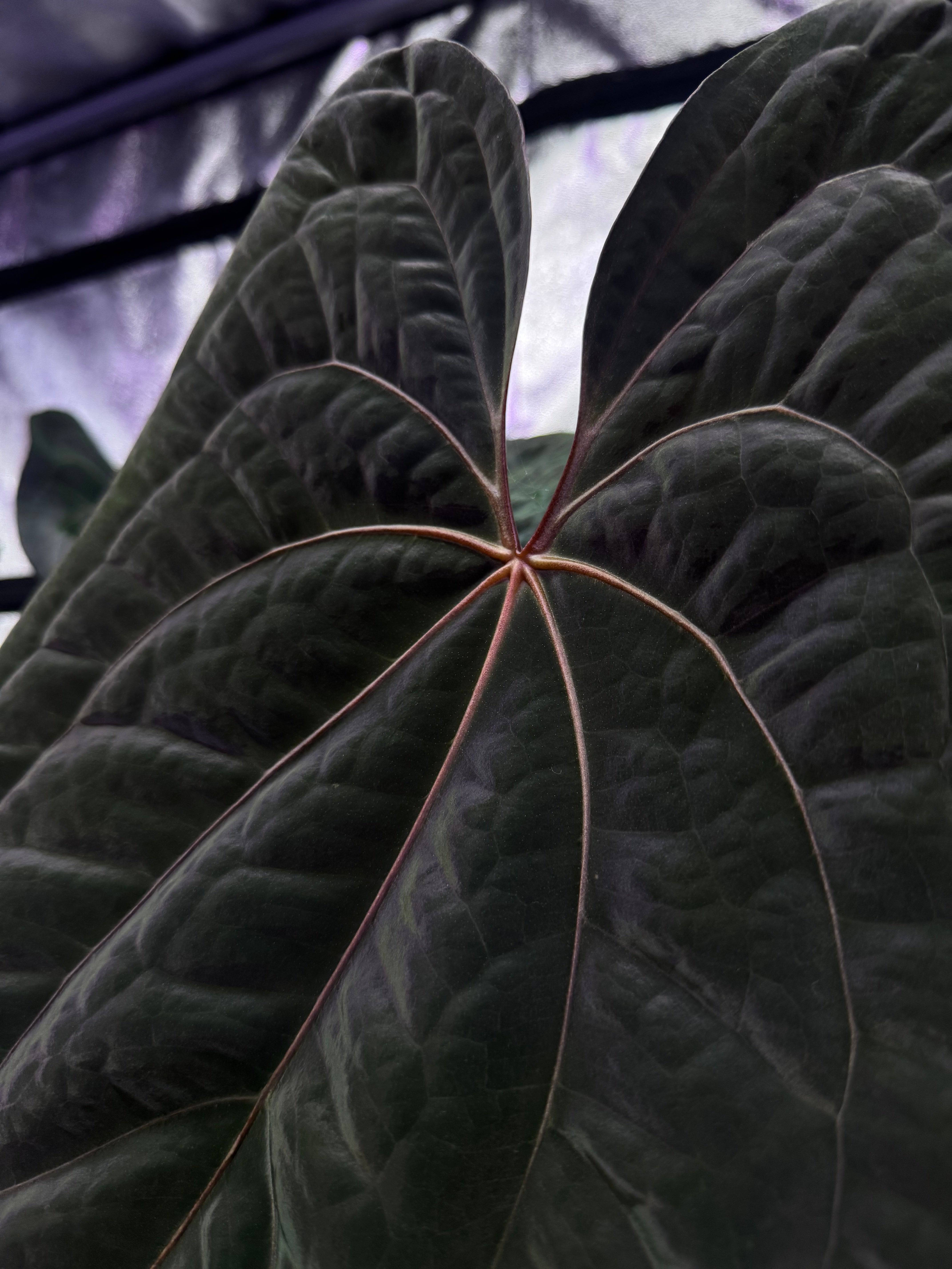 NFS: Anthurium Red Vein Dark Phoenix #1 - SMUKHI