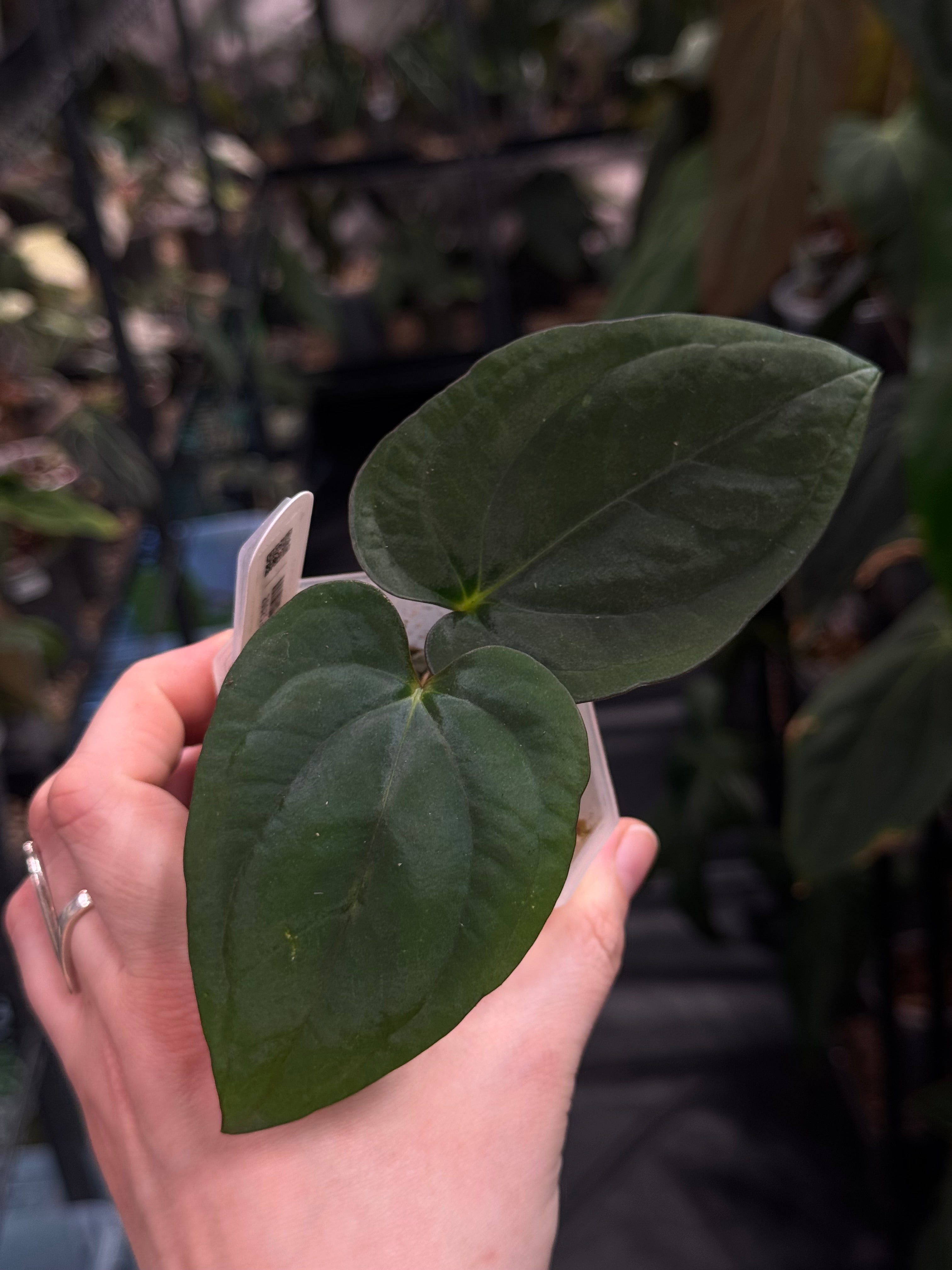 Anthurium Panamajamamma 2.0