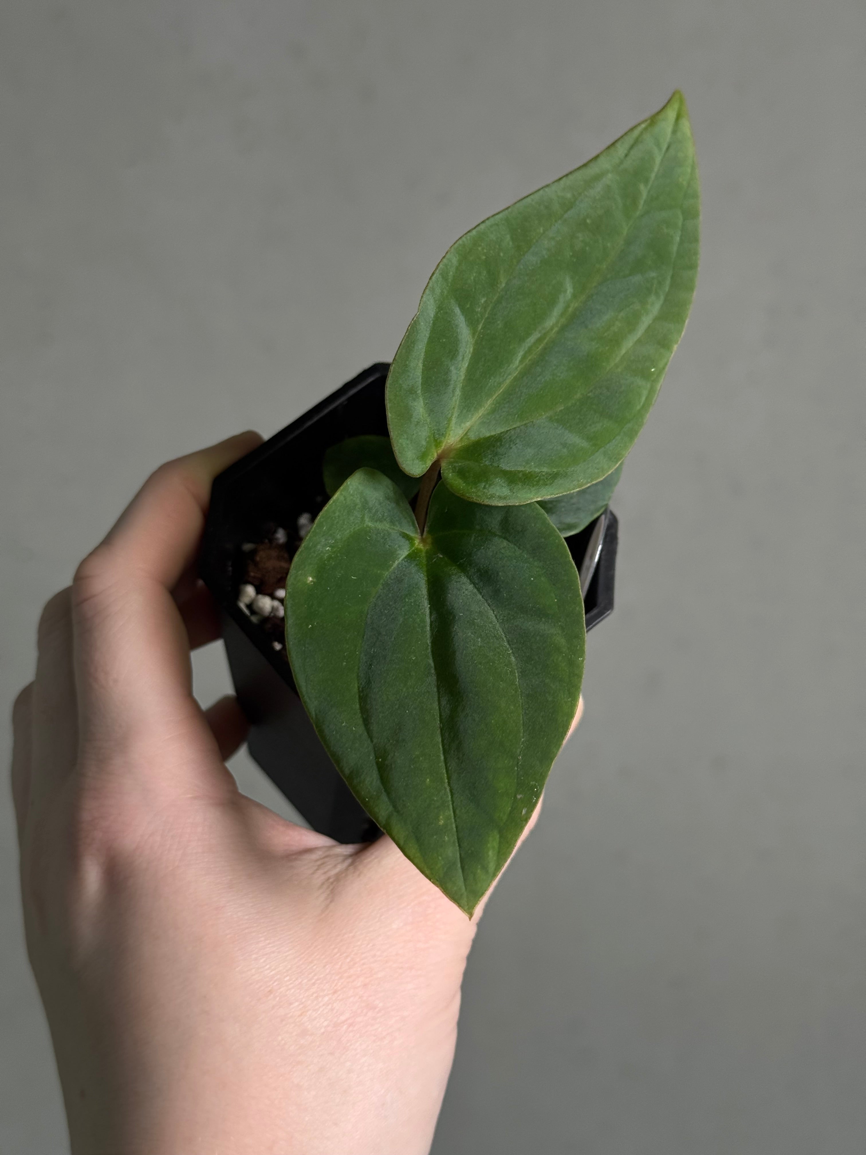 Anthurium BVEP ('Oliver' x self) x (‘Round' x 'Felix') - SMUKHI