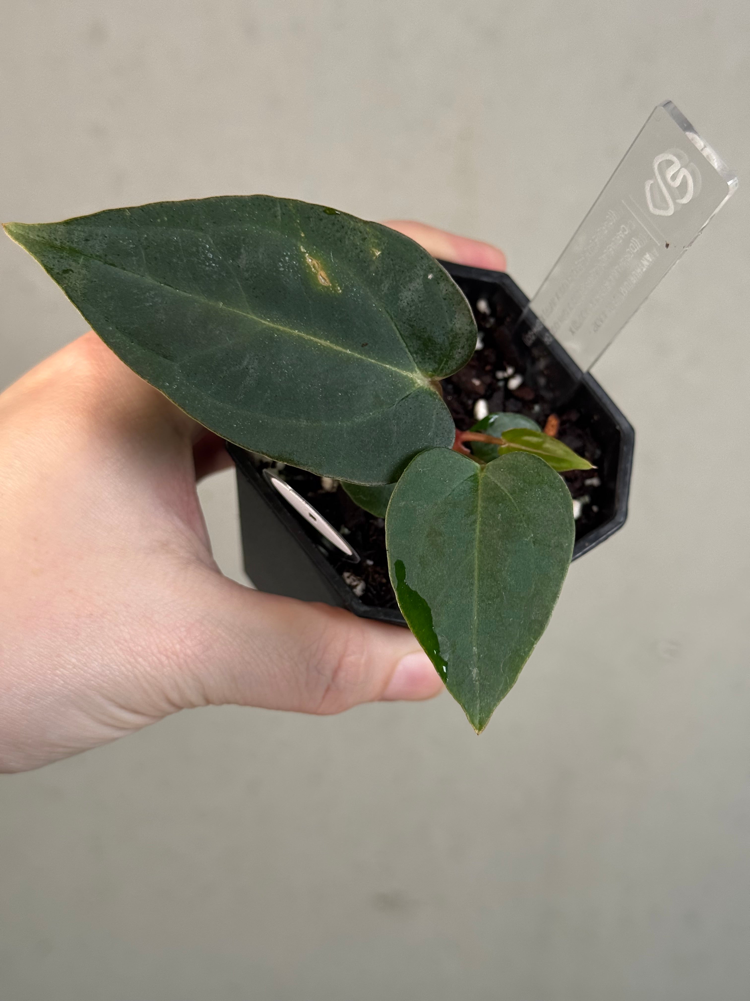 Anthurium ‘Vein Blade’