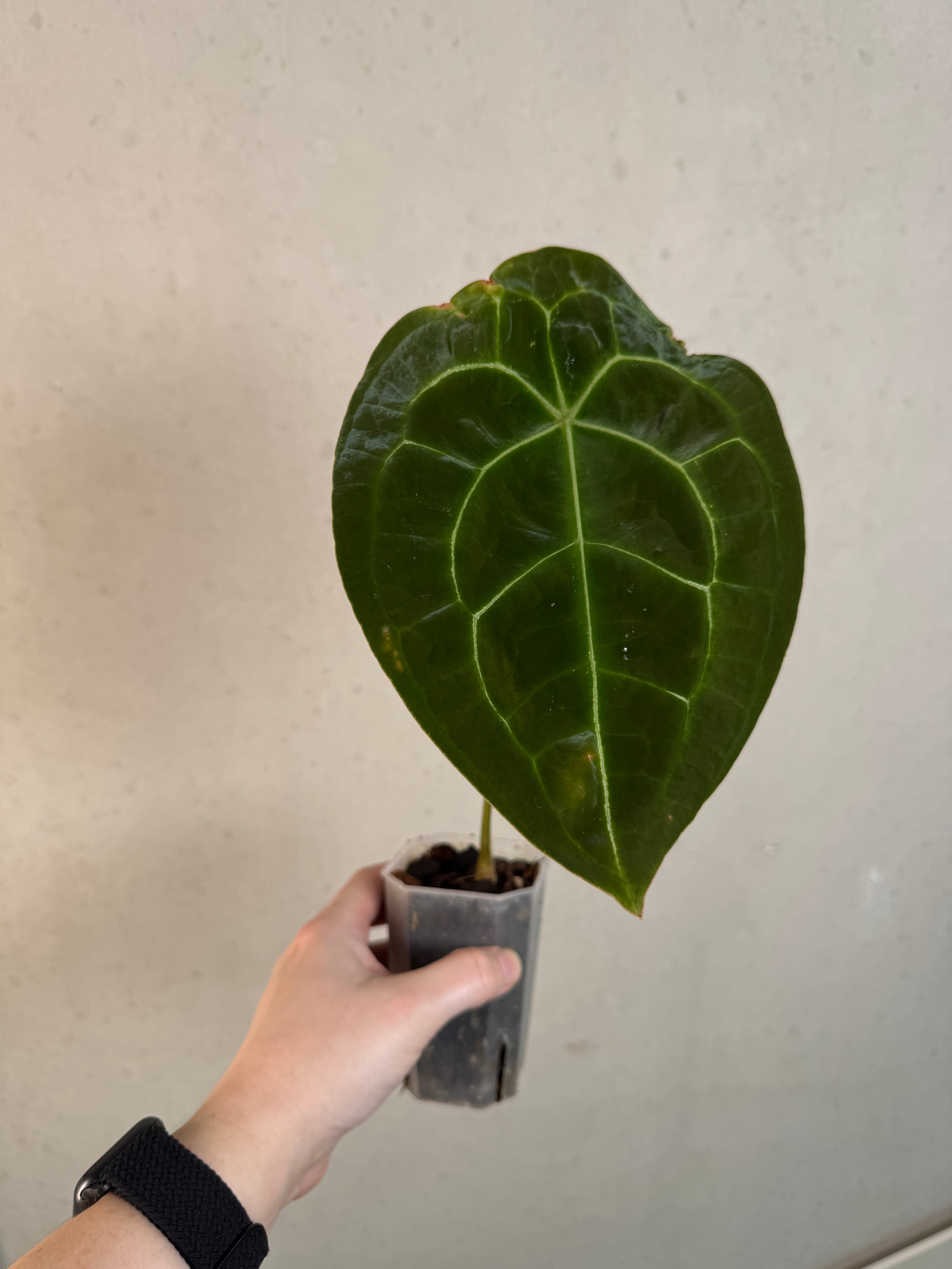 B-Grade/Sad Plants - Various Plants