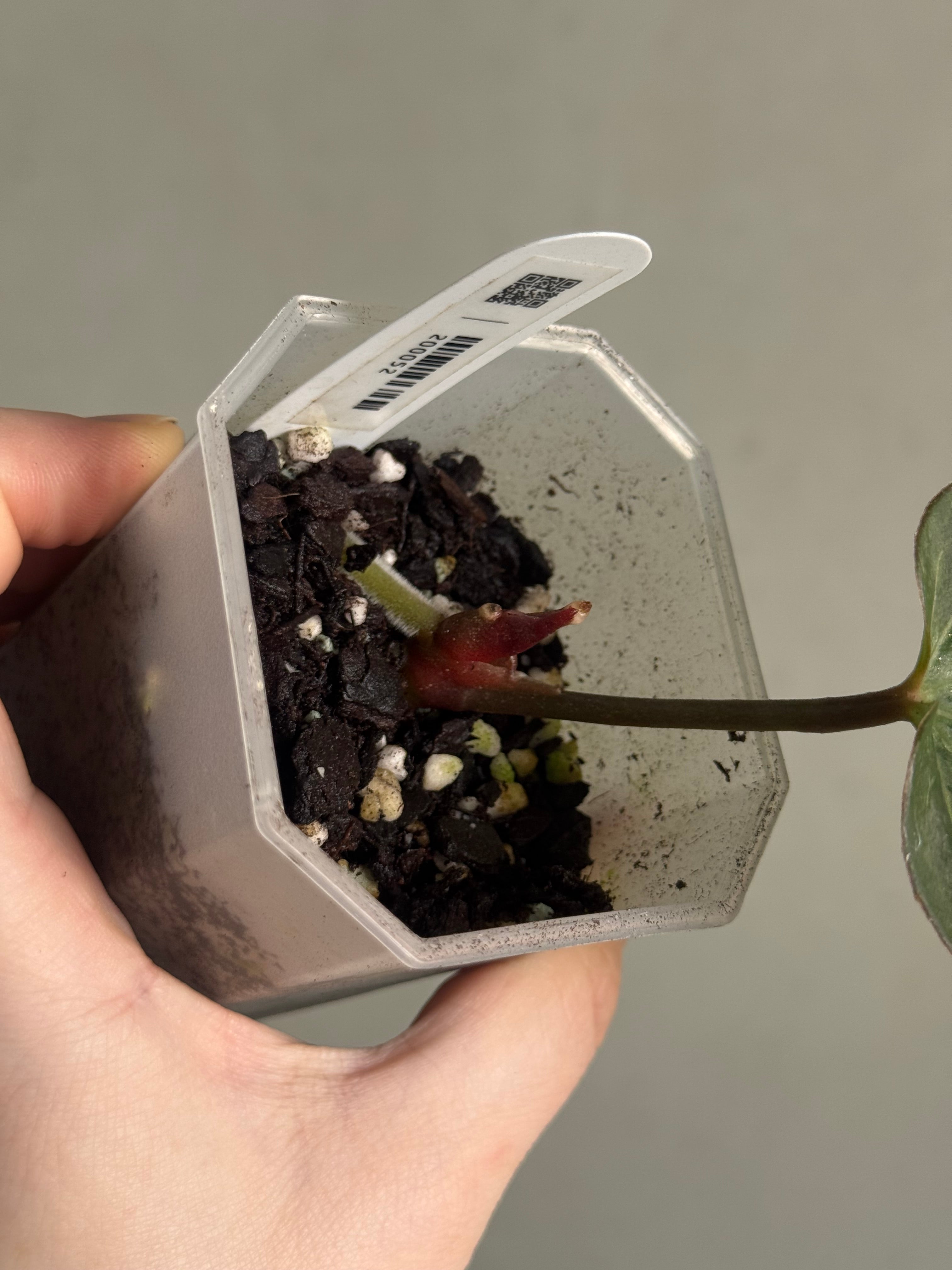 Anthurium HU ‘Round’ #1 - Clone - Pre-order - SMUKHI