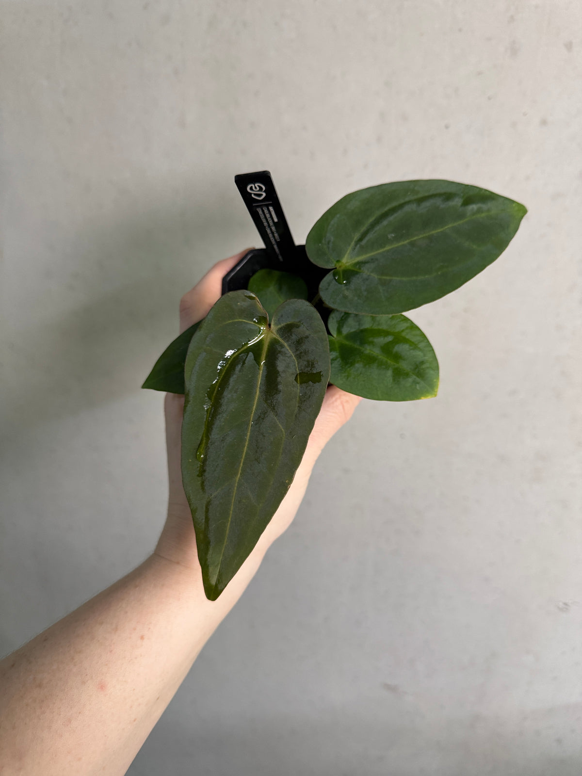Variegated Stingray Anthurium Carlablackiae plant with dark leaves and vibrant variegation, showcasing its lush foliage.