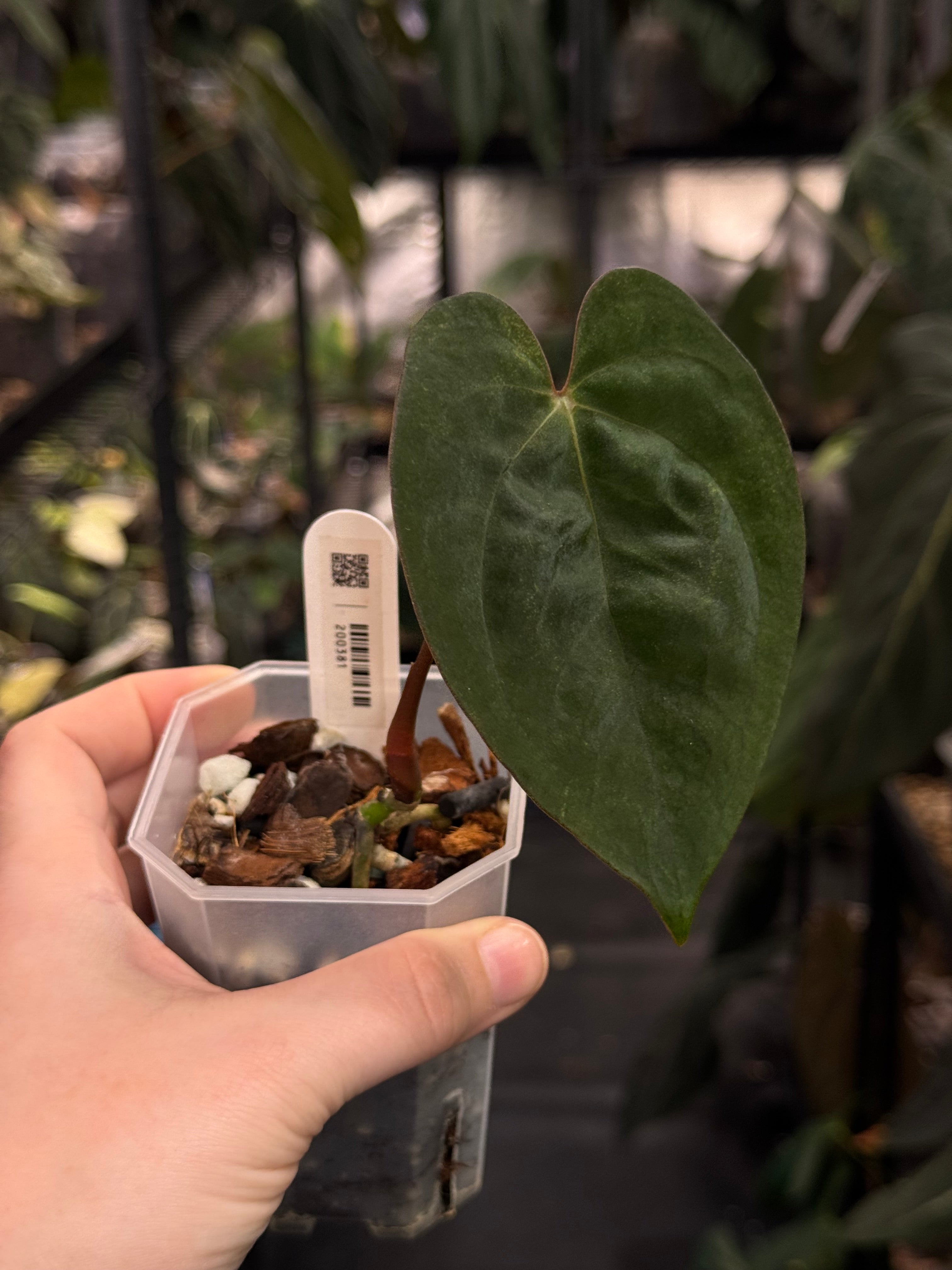 Anthurium Ace of Spades Dark Form x Papillilaminum 'Incurved lobes'