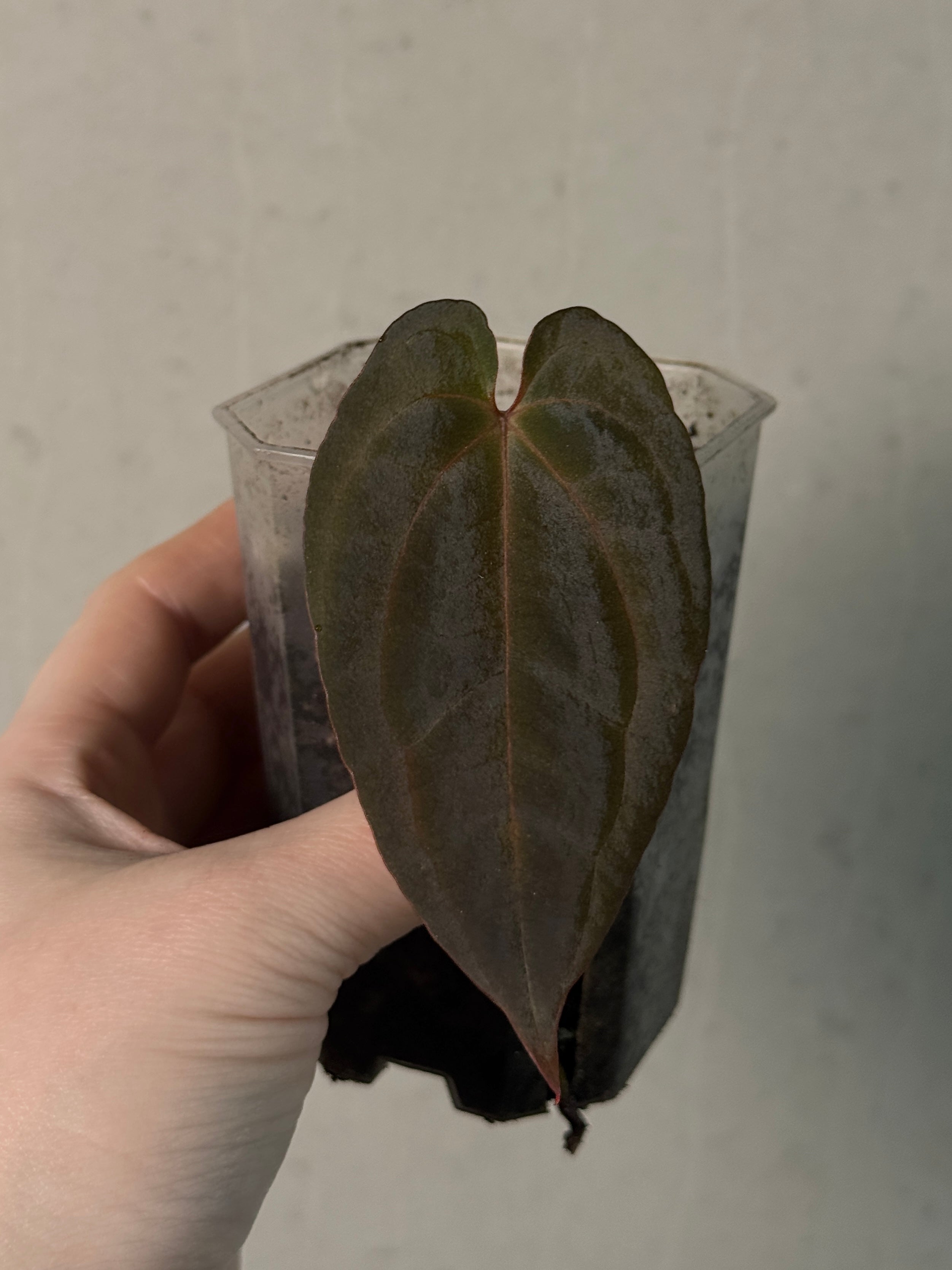 Anthurium BVIT x RVDP - Clone