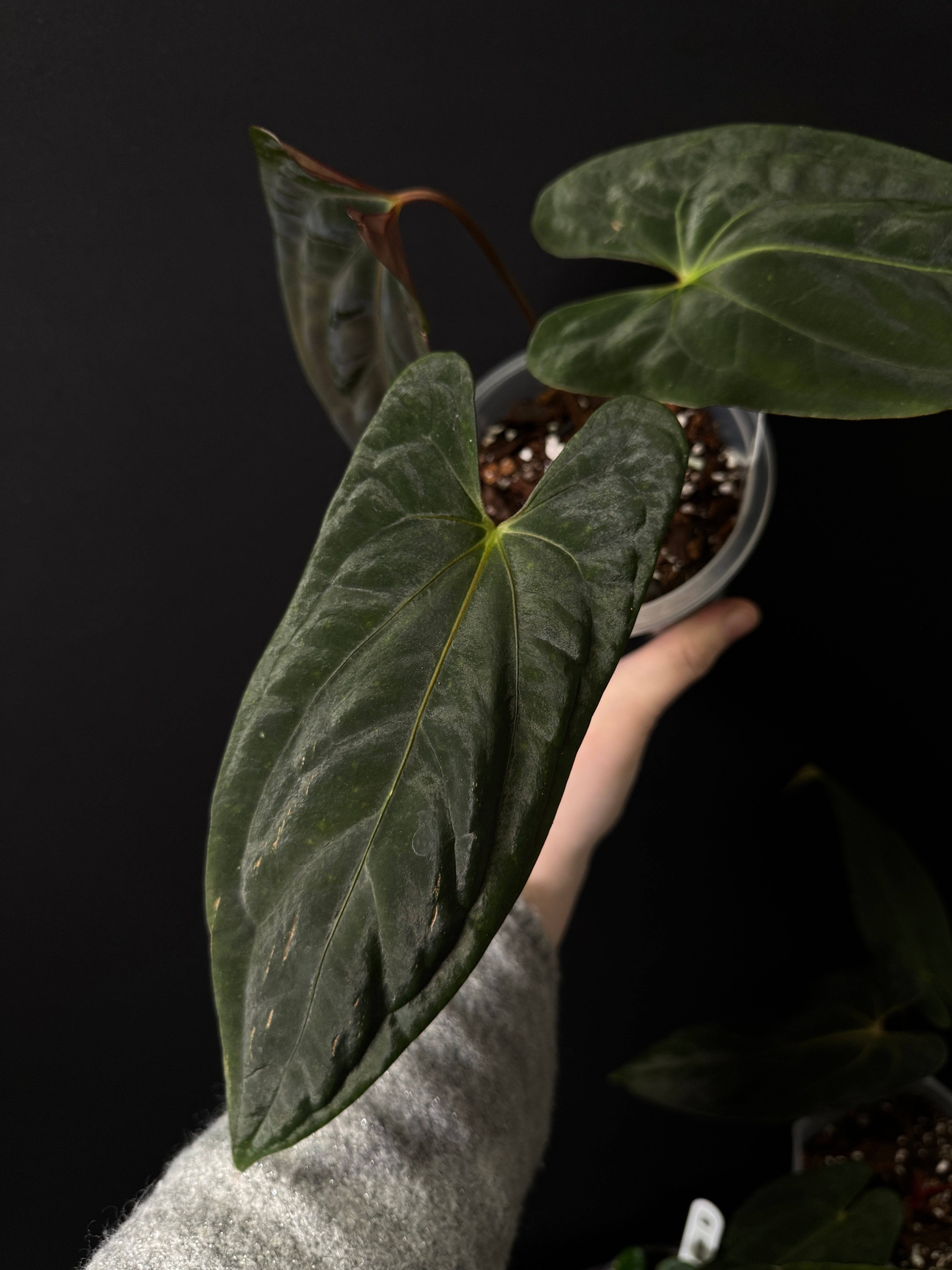 Anthurium Dark Phoenix x Fort Sherman - SMUKHI