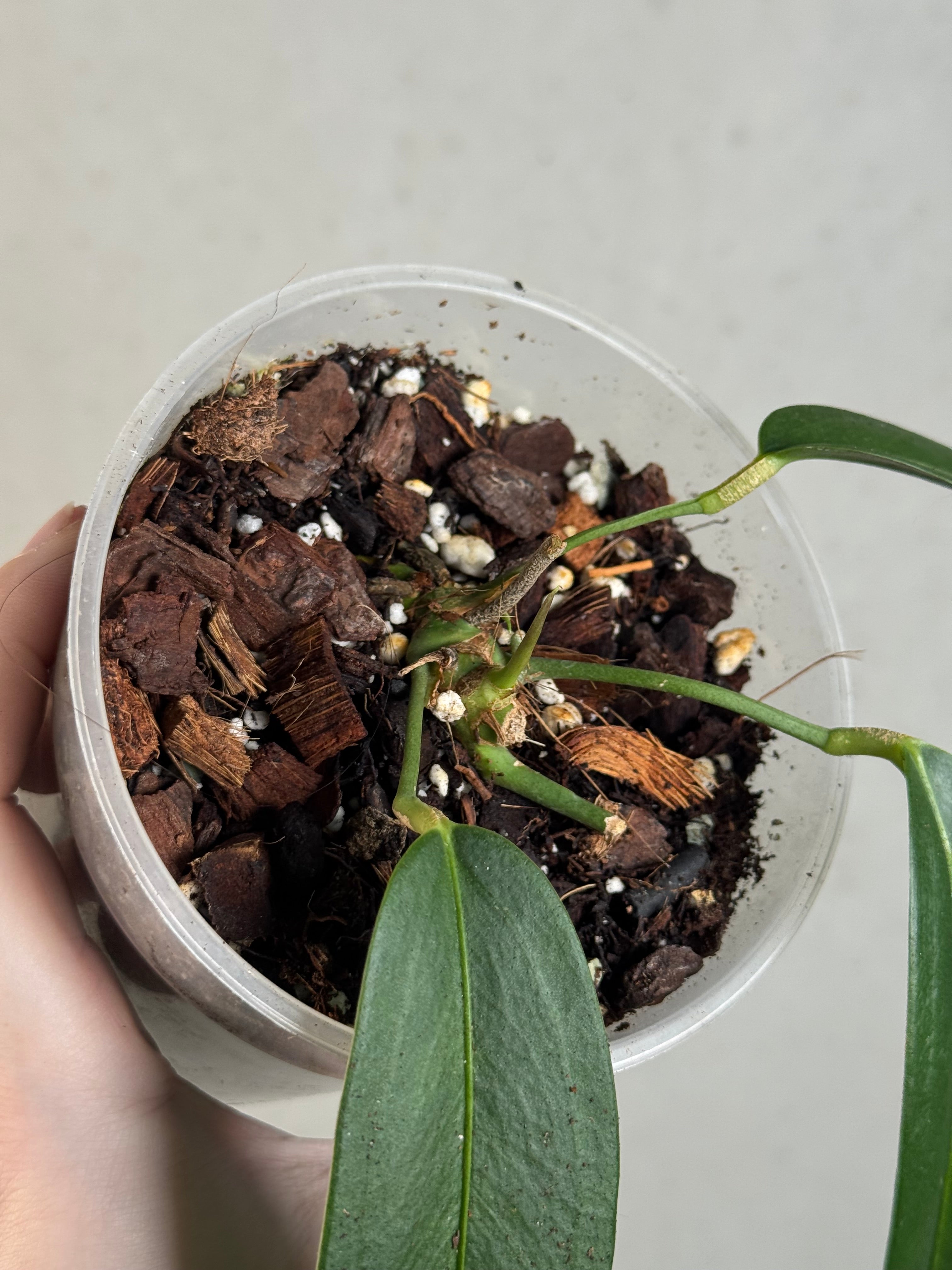 B-Grade/Sad Plants - Various Plants