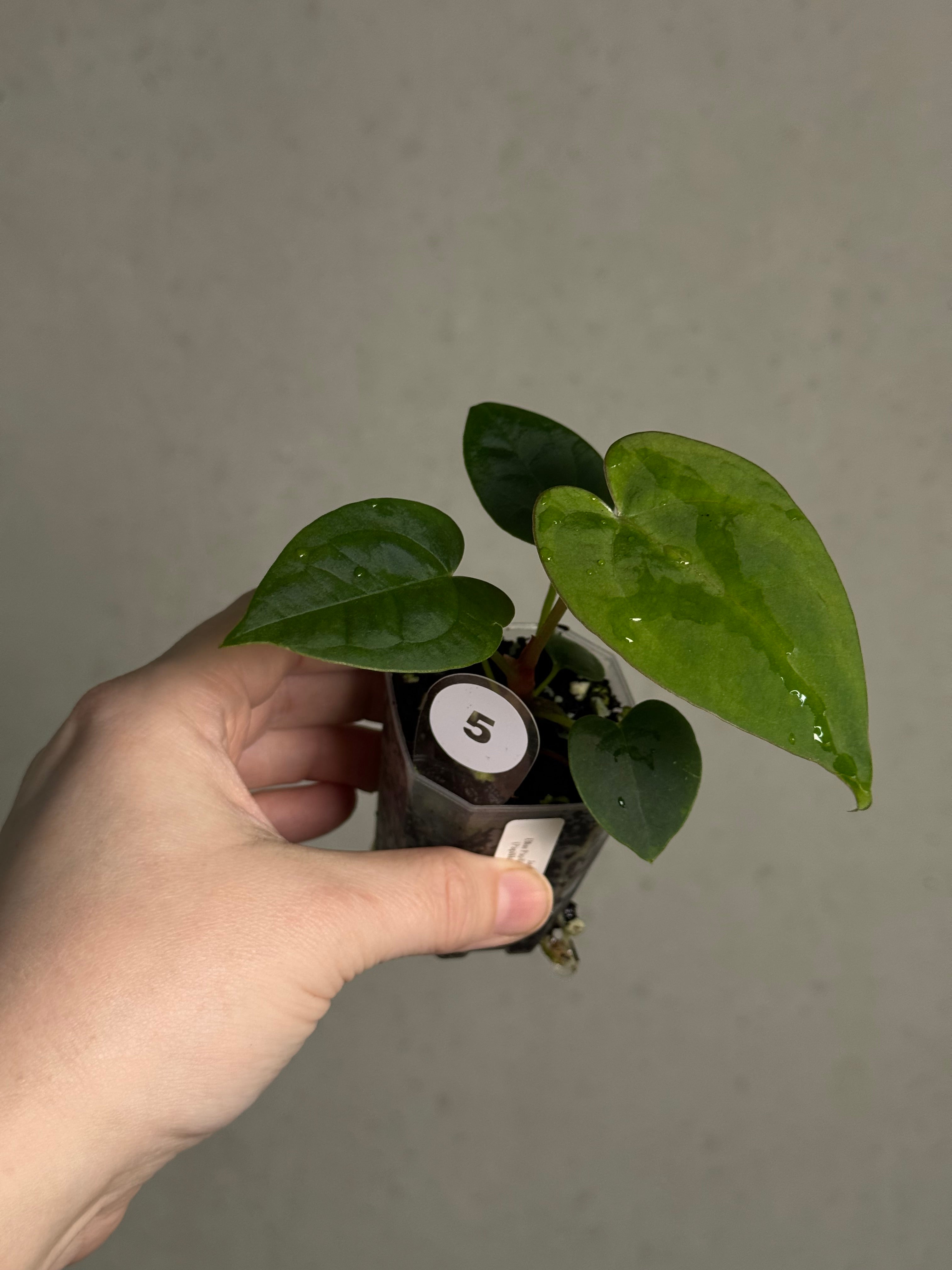 Anthurium (Blue Papillilaminum x Forgetii) x (Papillilaminum XOne x XOne) - SMUKHI