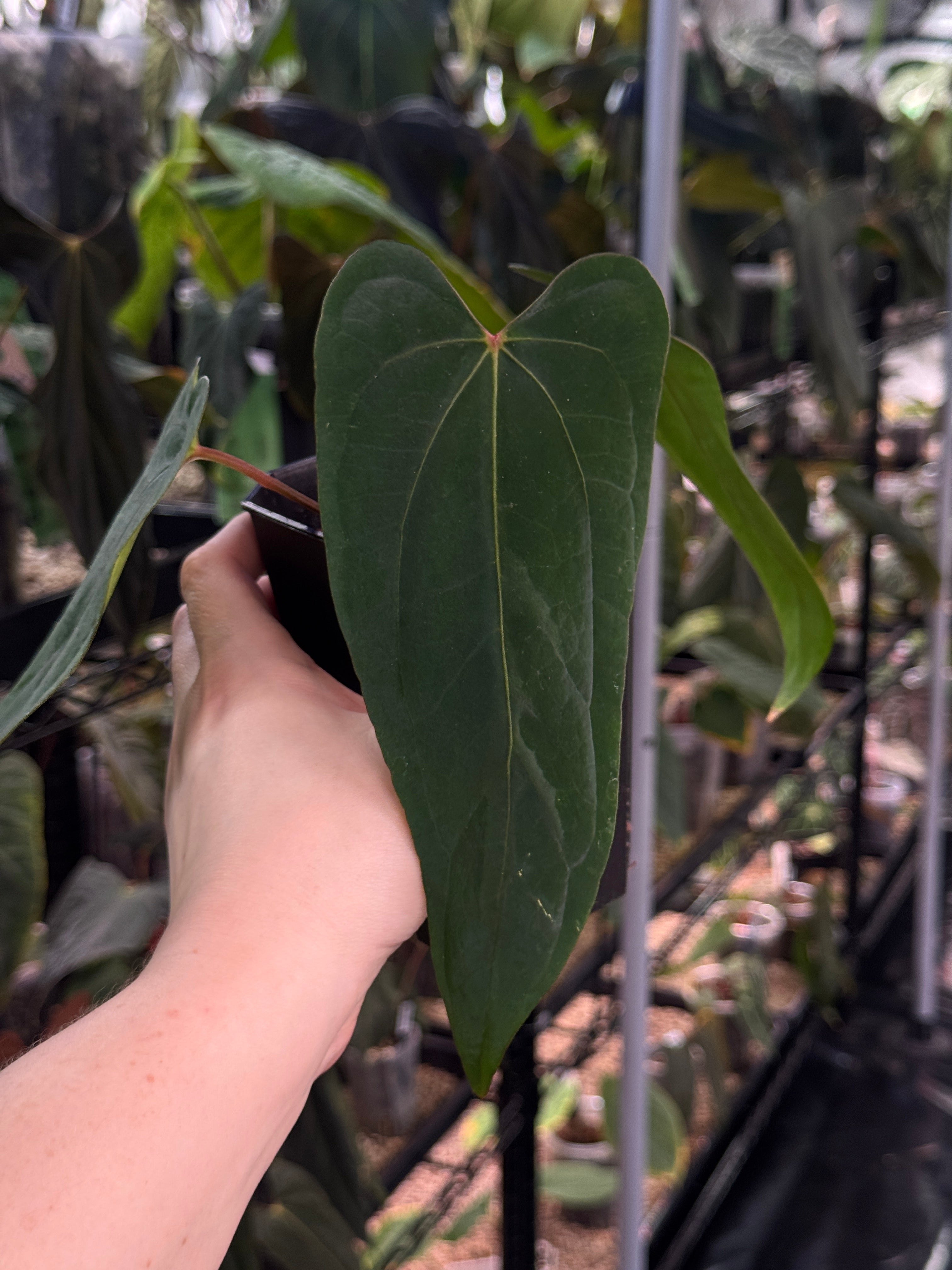 Anthurium NSE Portillae x NSE Dressleri