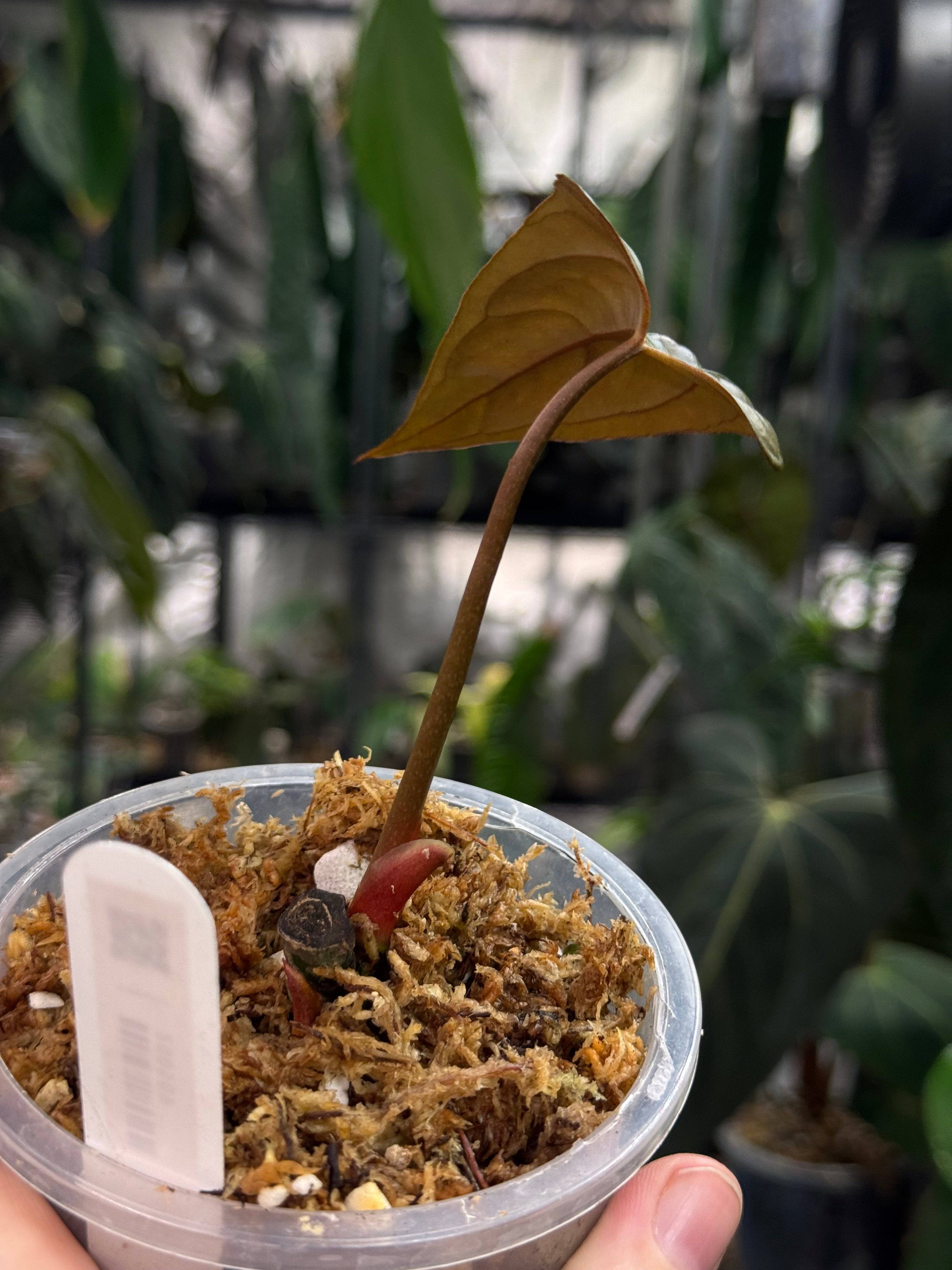 Anthurium Papillilaminum XOne x Indo Portillae - Clone - SMUKHI