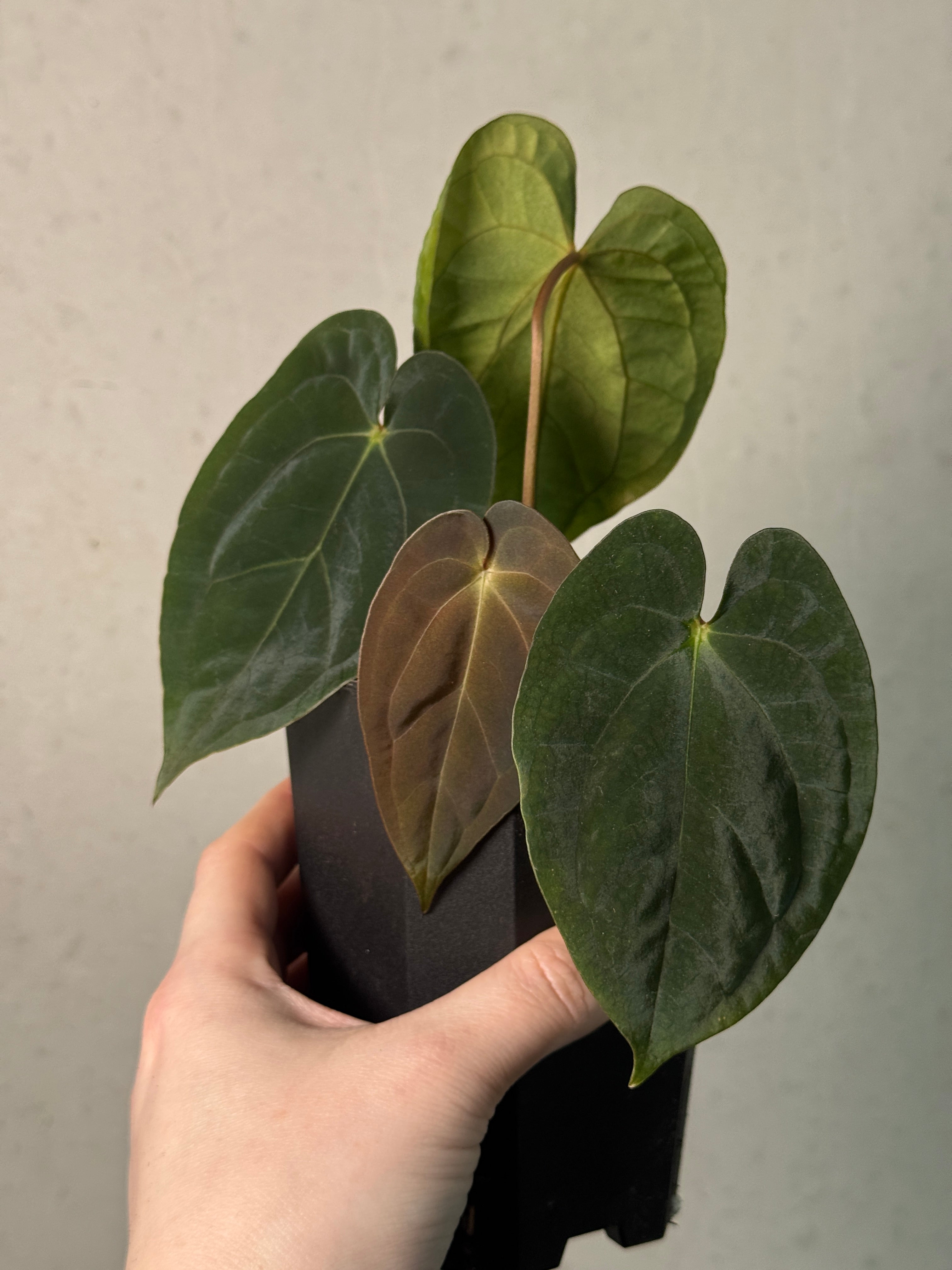 Anthurium Papillilaminum 'Guna Yala' - SMUKHI