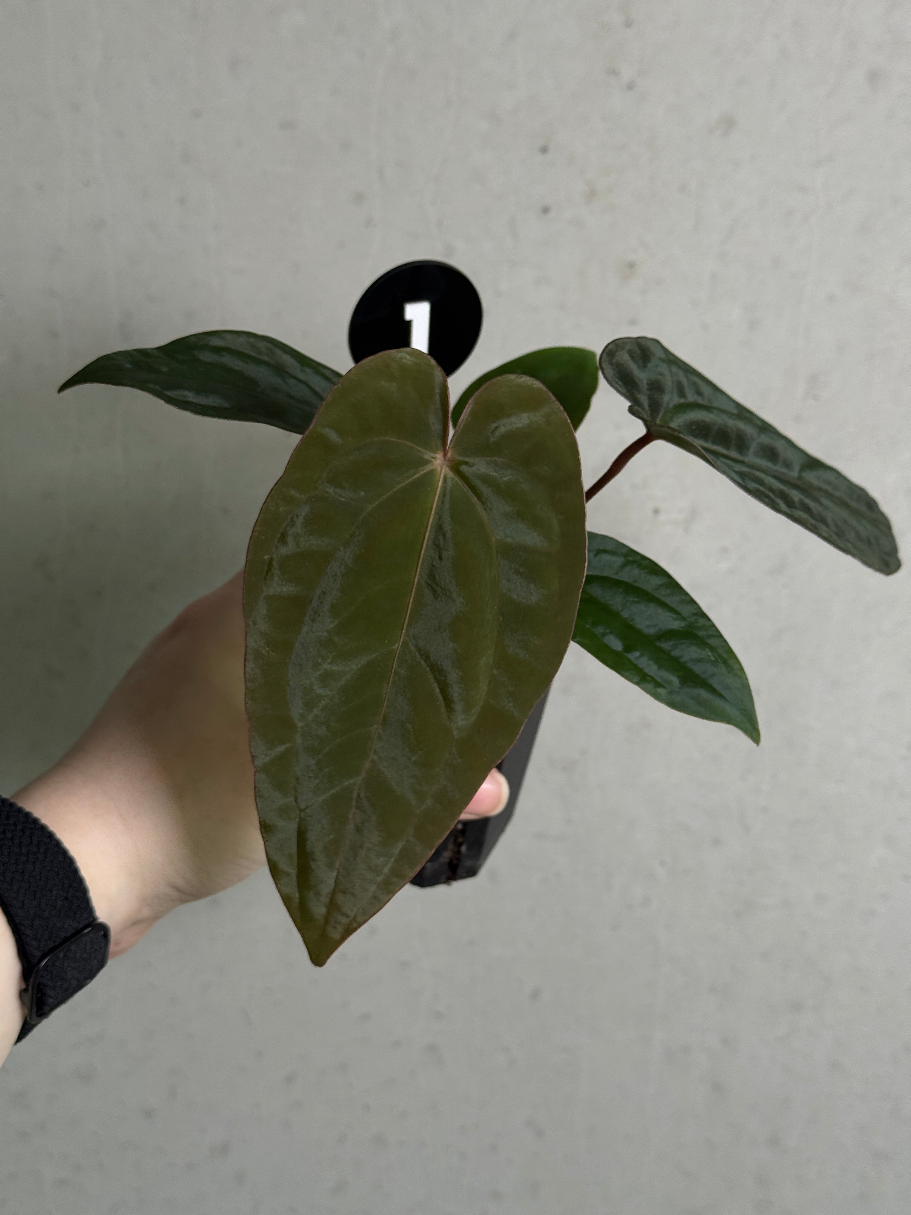 Crystallinaminum Anthurium 'Widowmaker' plant with glossy green leaves and variegated foliage, potted for indoor or outdoor display.