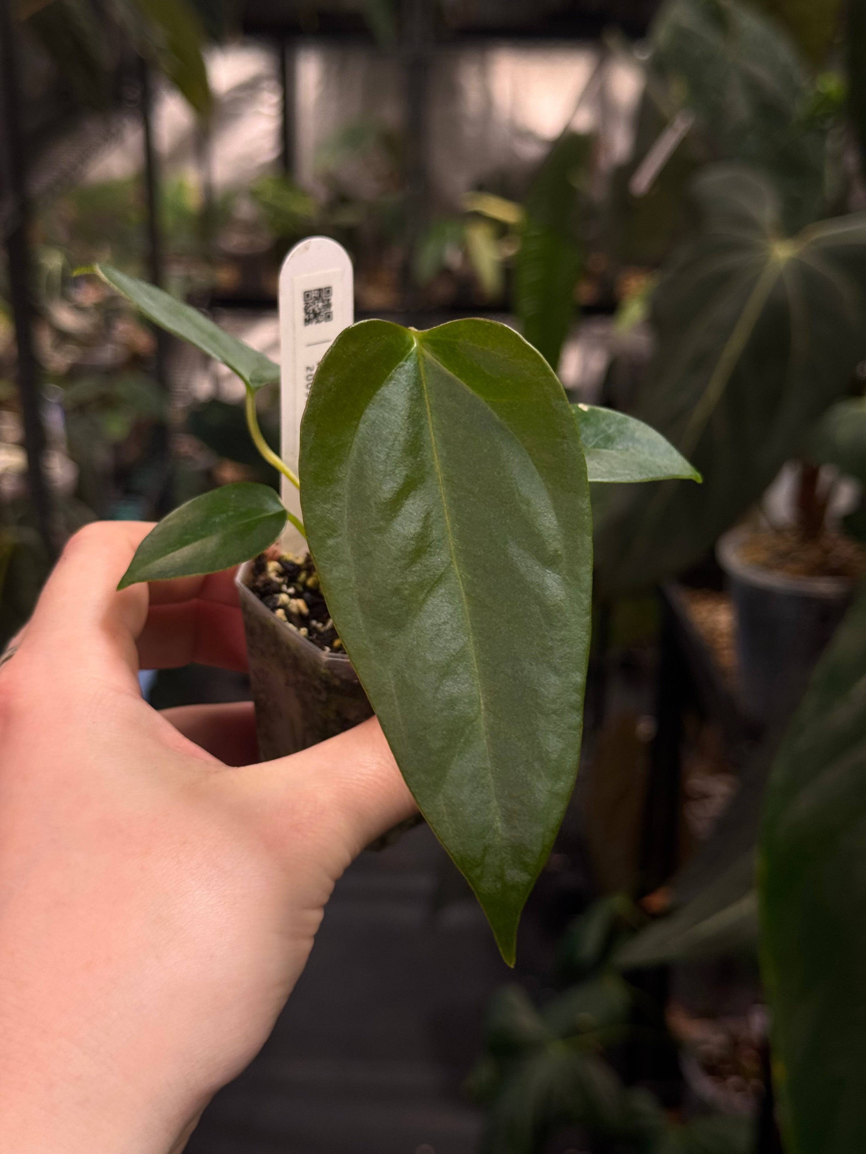 Anthurium Subsignatum x FSxRL ‘Grim Reaper’ - SMUKHI