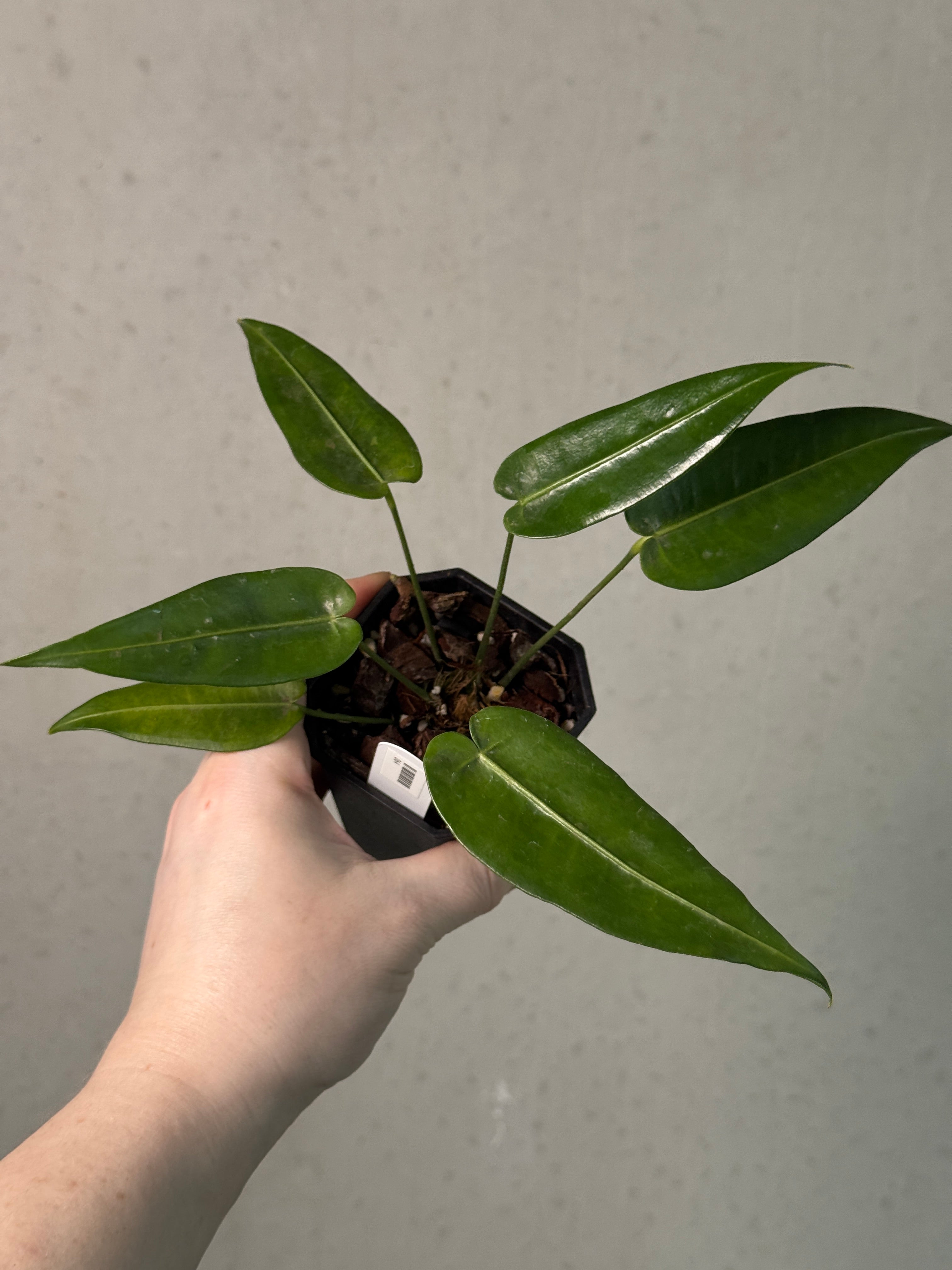 Anthurium Timplowmanii