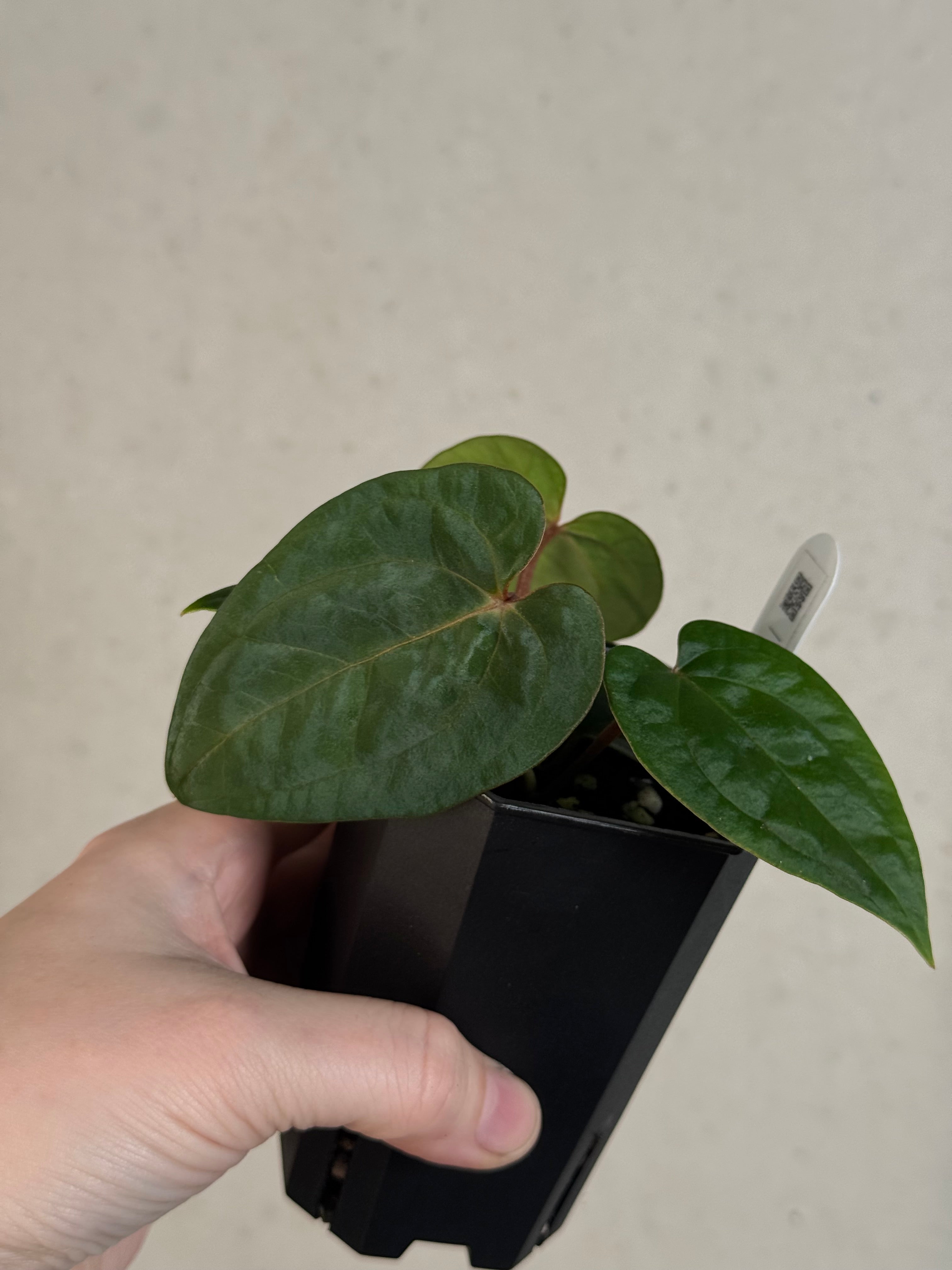 Anthurium Dark Phoenix x Ace of Spades Dark Form