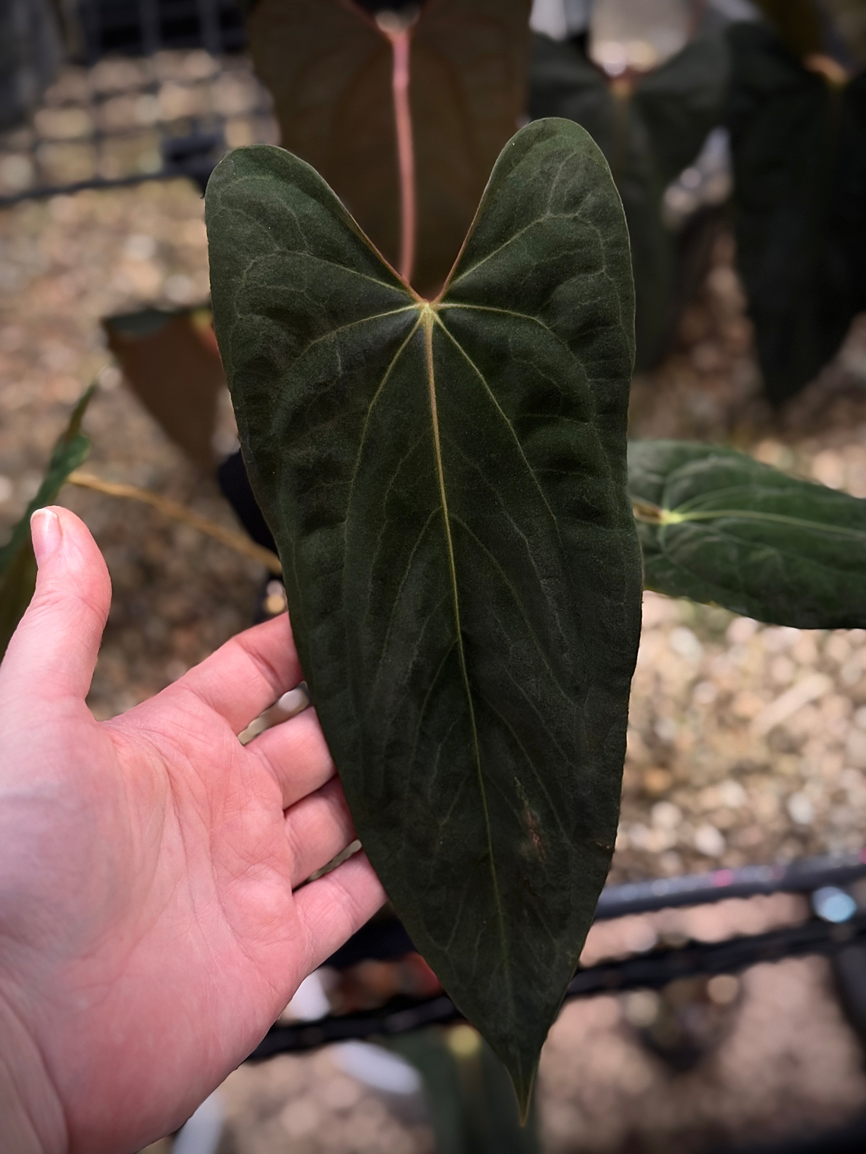 Anthurium FSxRL x RLxFS - Clone