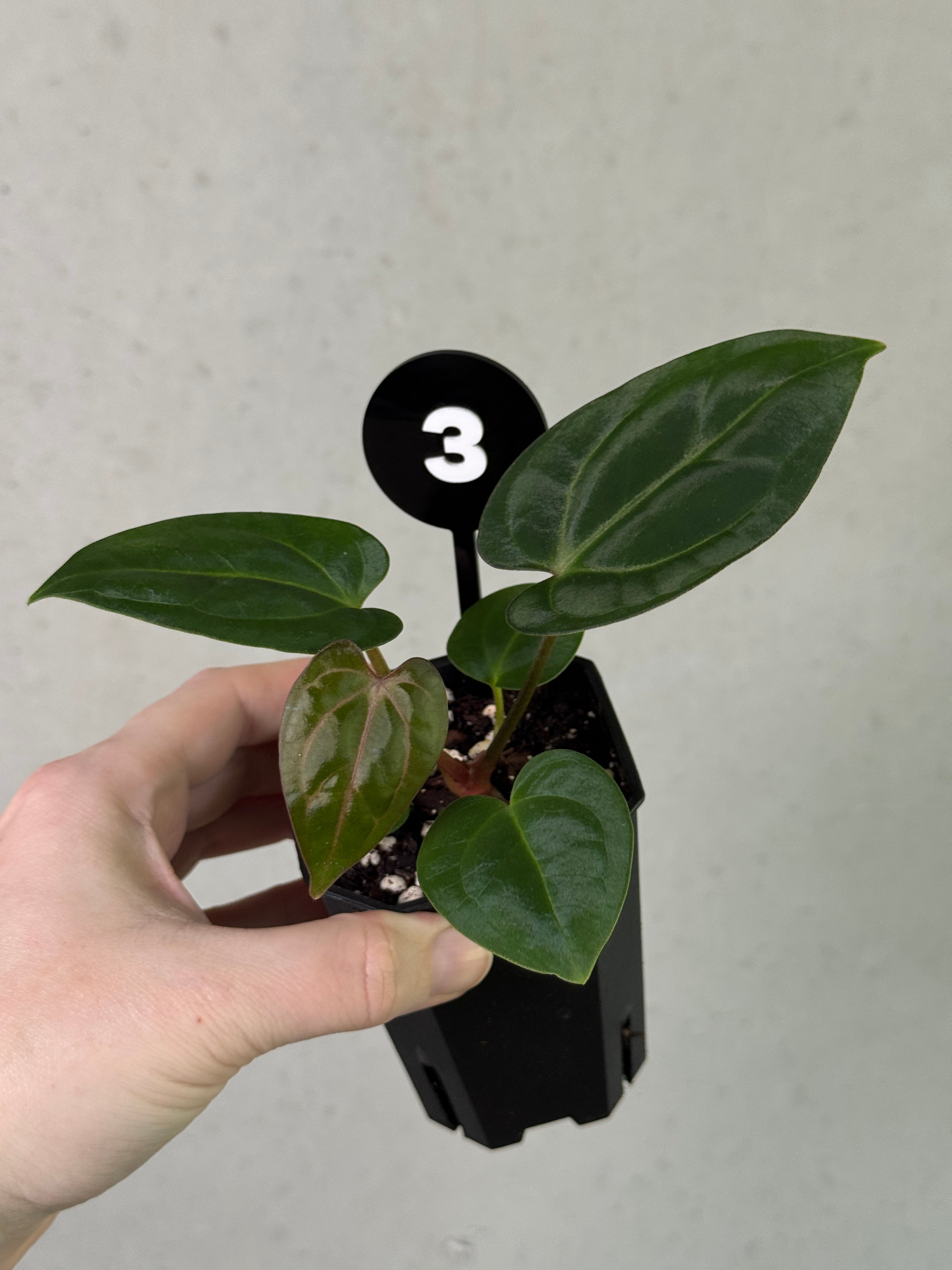 Anthurium Carlablackiae RA10 x sp. Nov plant from Crystallinaminum featuring dark, glossy leaves and vibrant spathes.