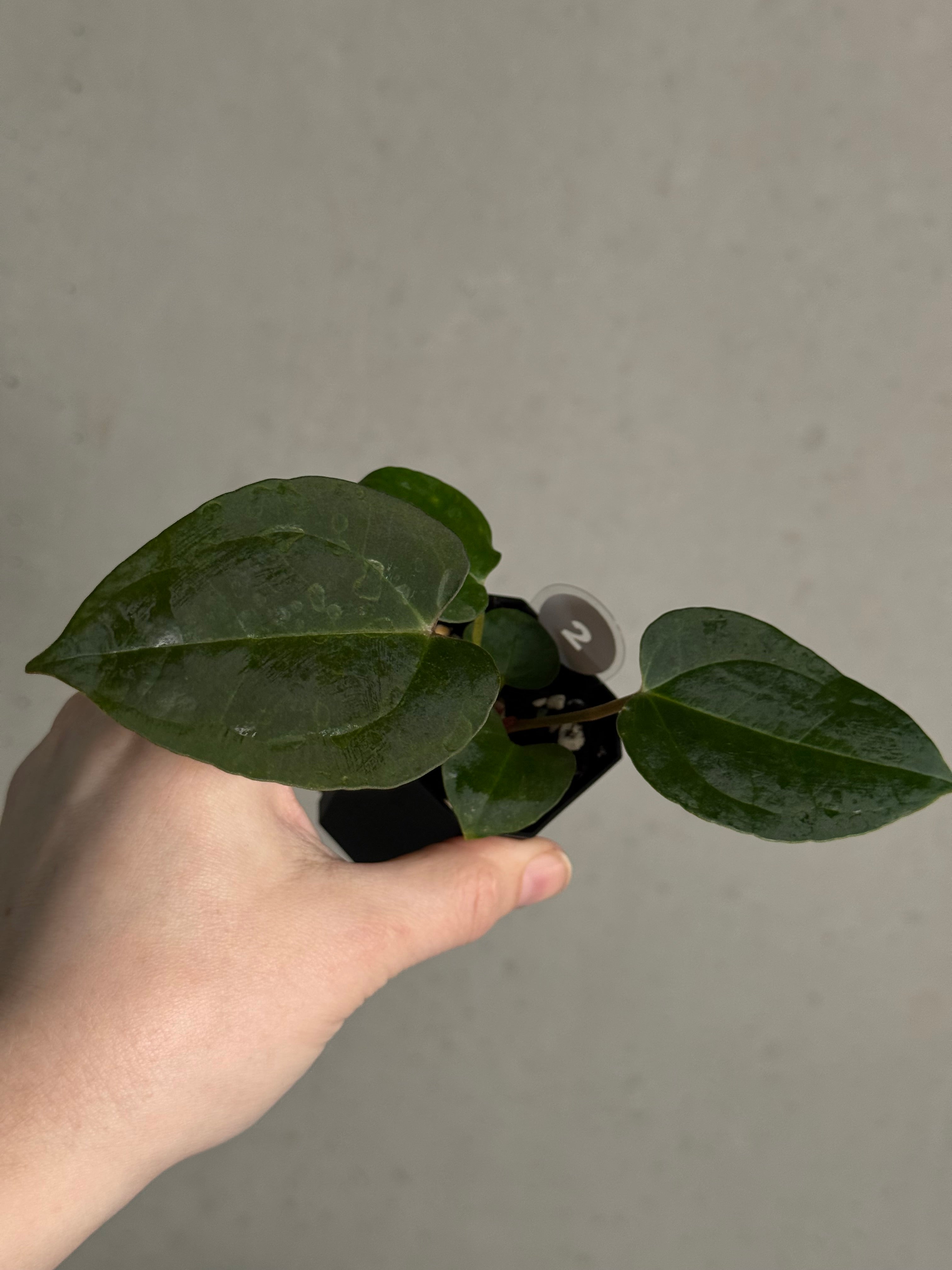 Anthurium (Goliath x Dark Phoenix) x Michelle - SMUKHI