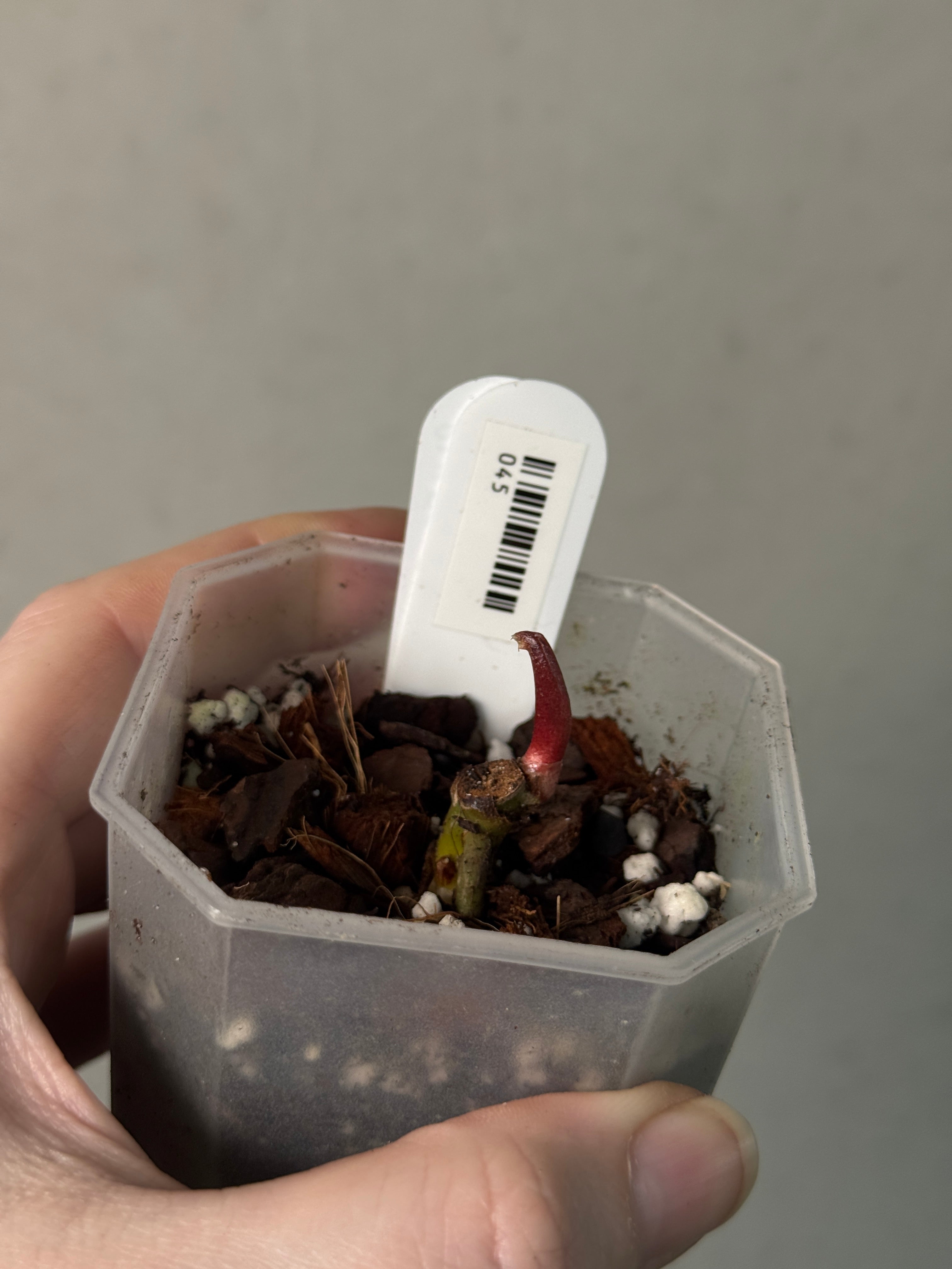 Anthurium RLxFS x Ralph Lynam S1 - Clone - SMUKHI