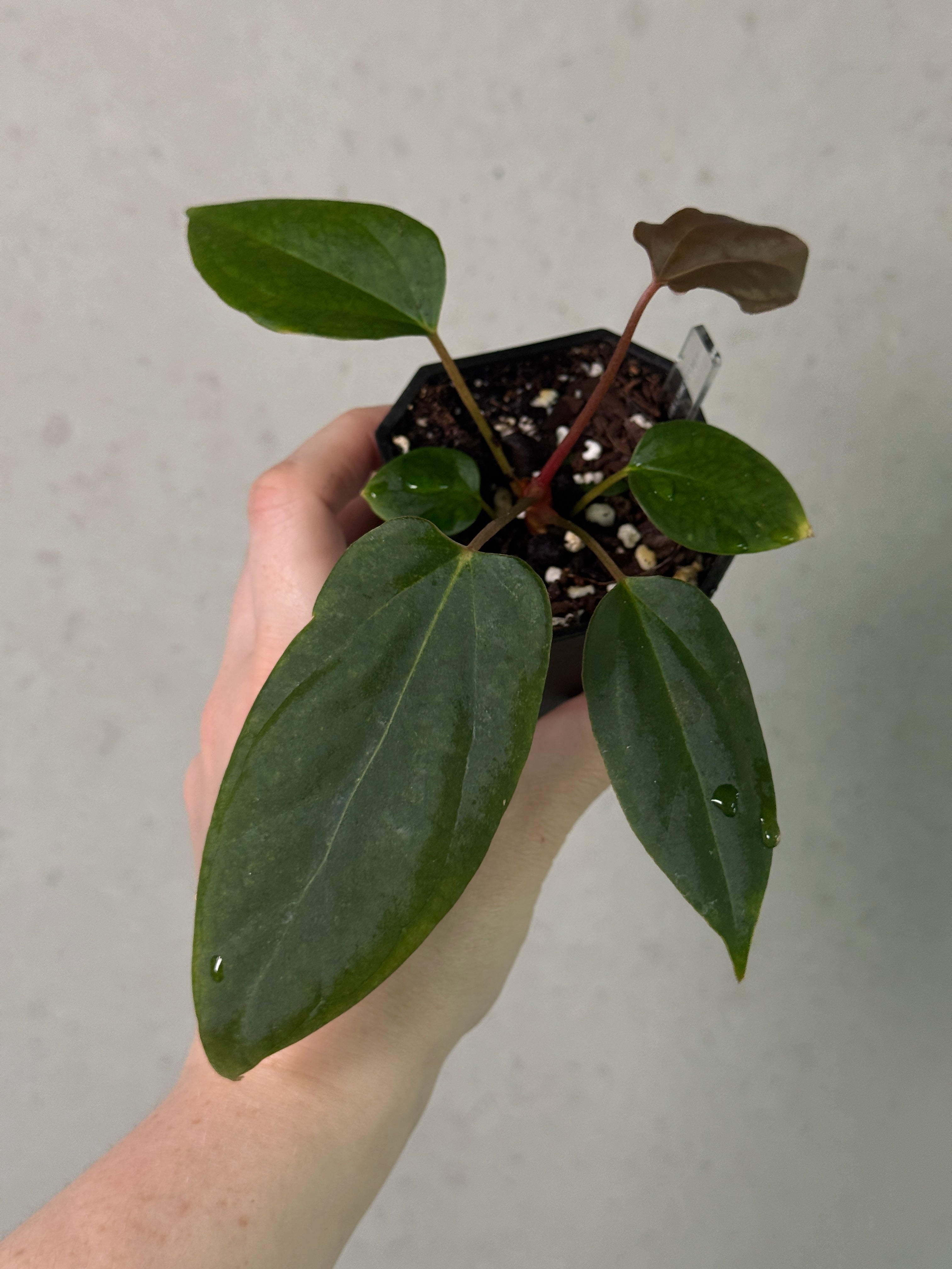 Variegated Stingray Anthurium Mr. Worldwide x BVEP plant with glossy, variegated leaves featuring unique patterns and vibrant colors.