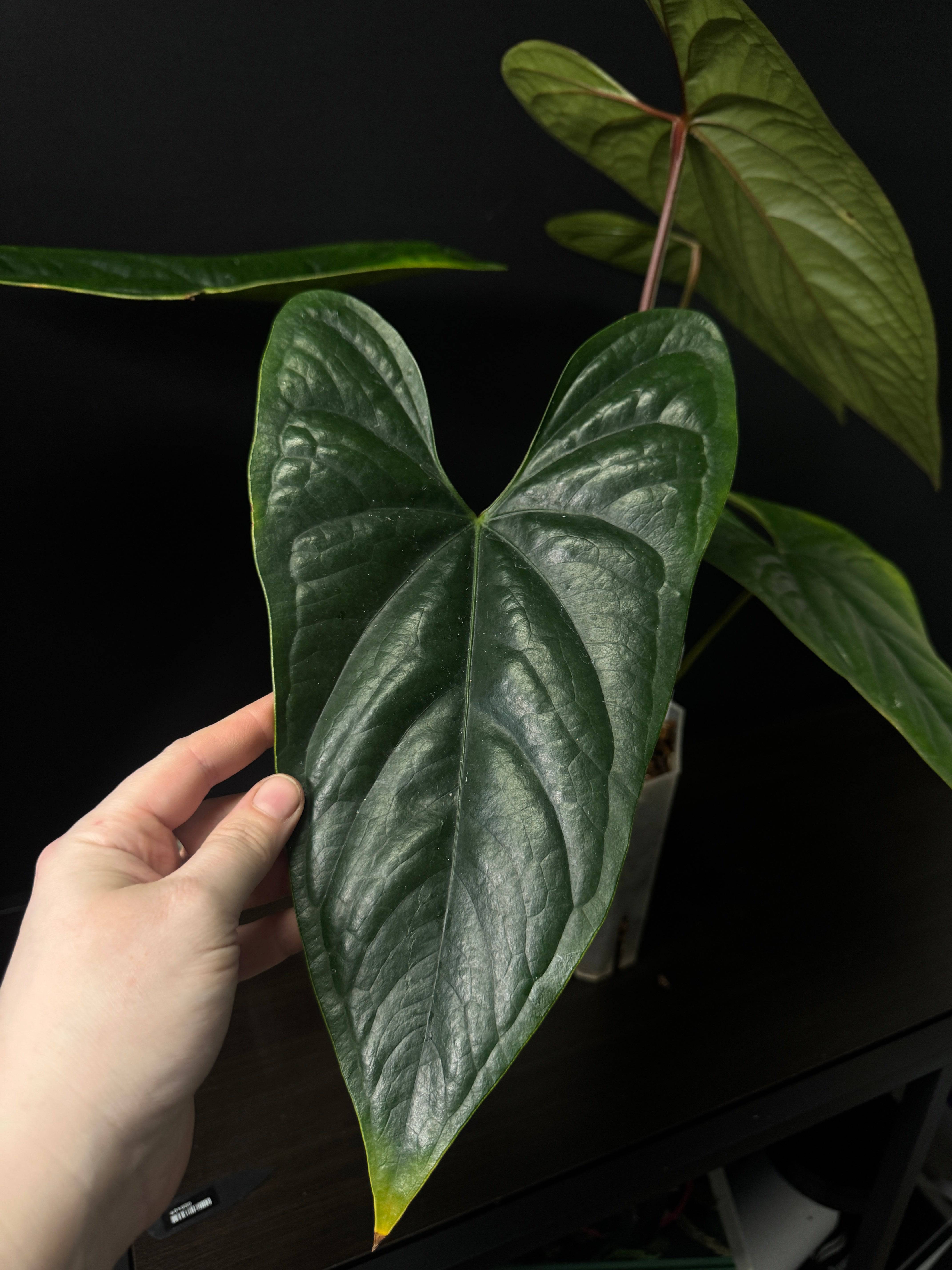 NFS: Anthurium sp. Napo x Luxurians - SMUKHI