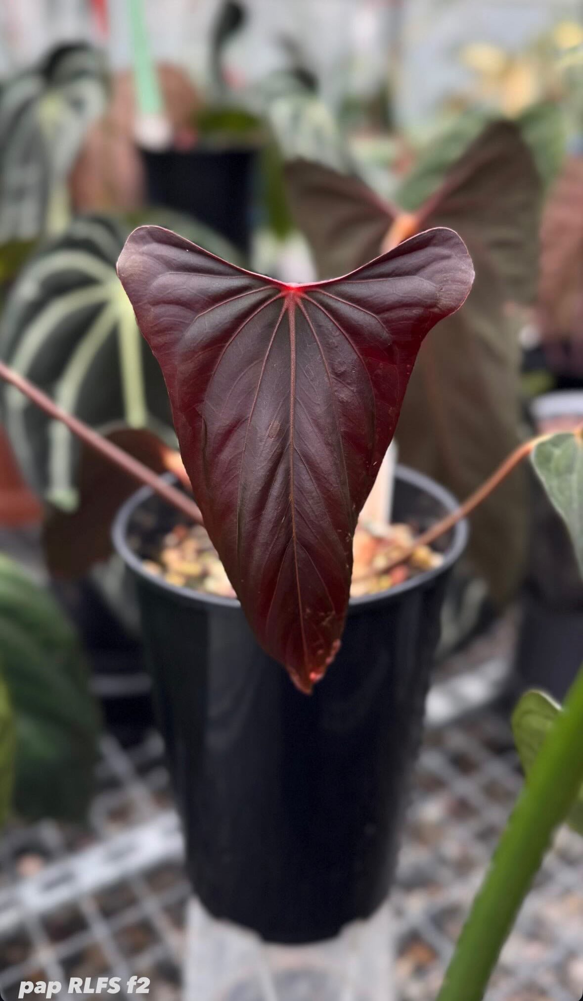 Anthurium RLxFS F2 - Clone - SMUKHI