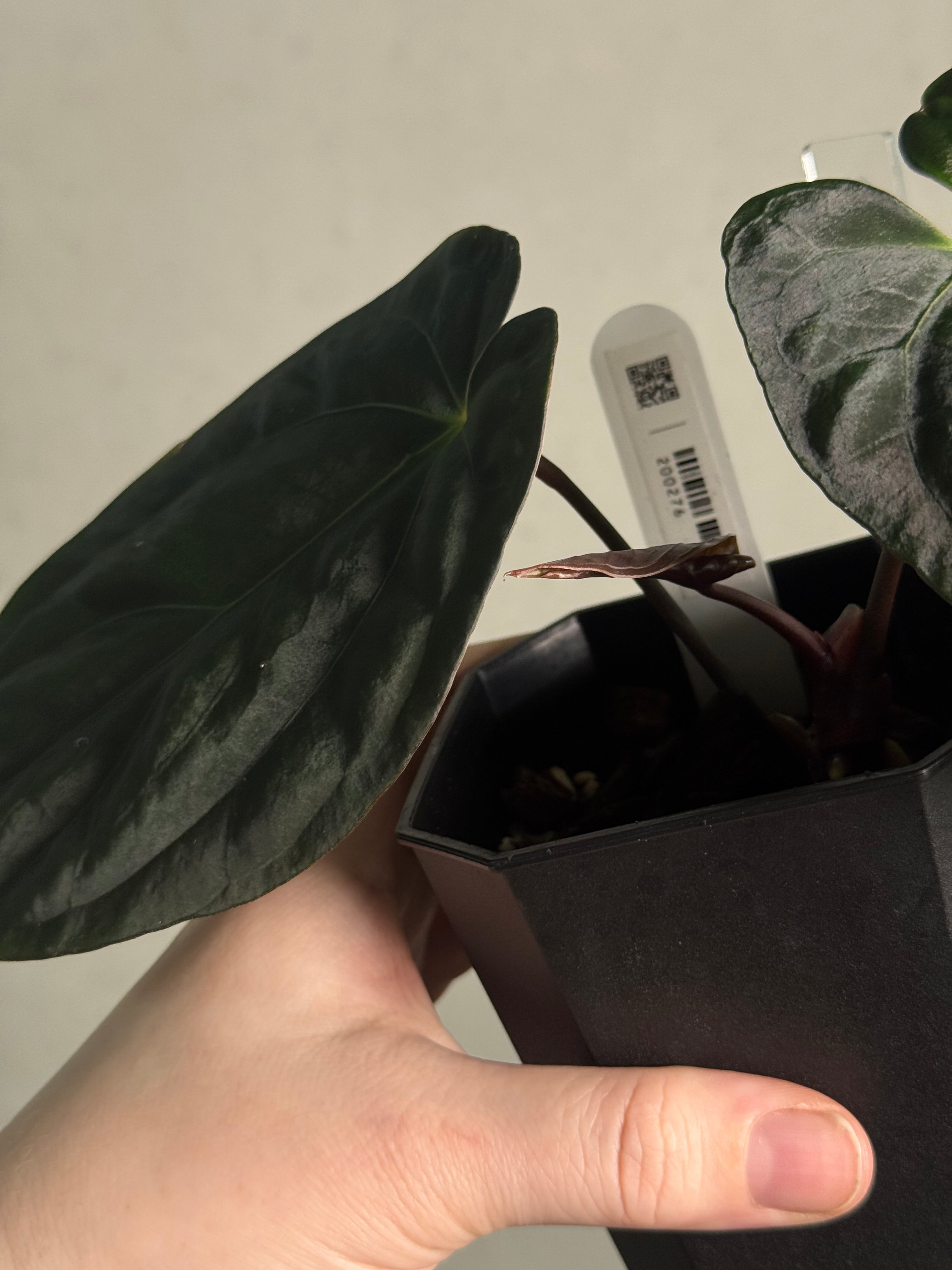 Anthurium Goliath x self - SMUKHI