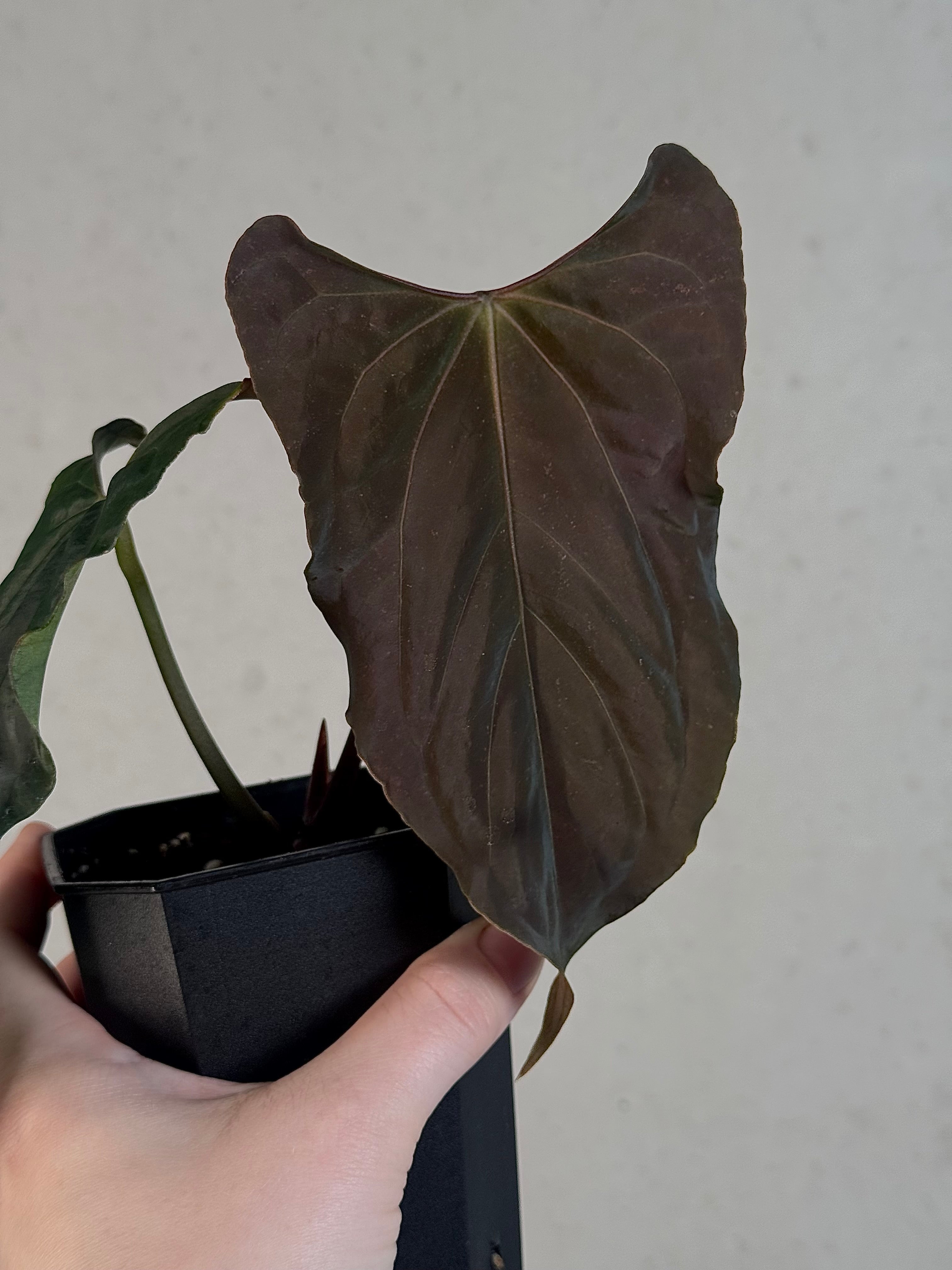 Anthurium Ralph Lynam x self - Clone - Pre-order - SMUKHI