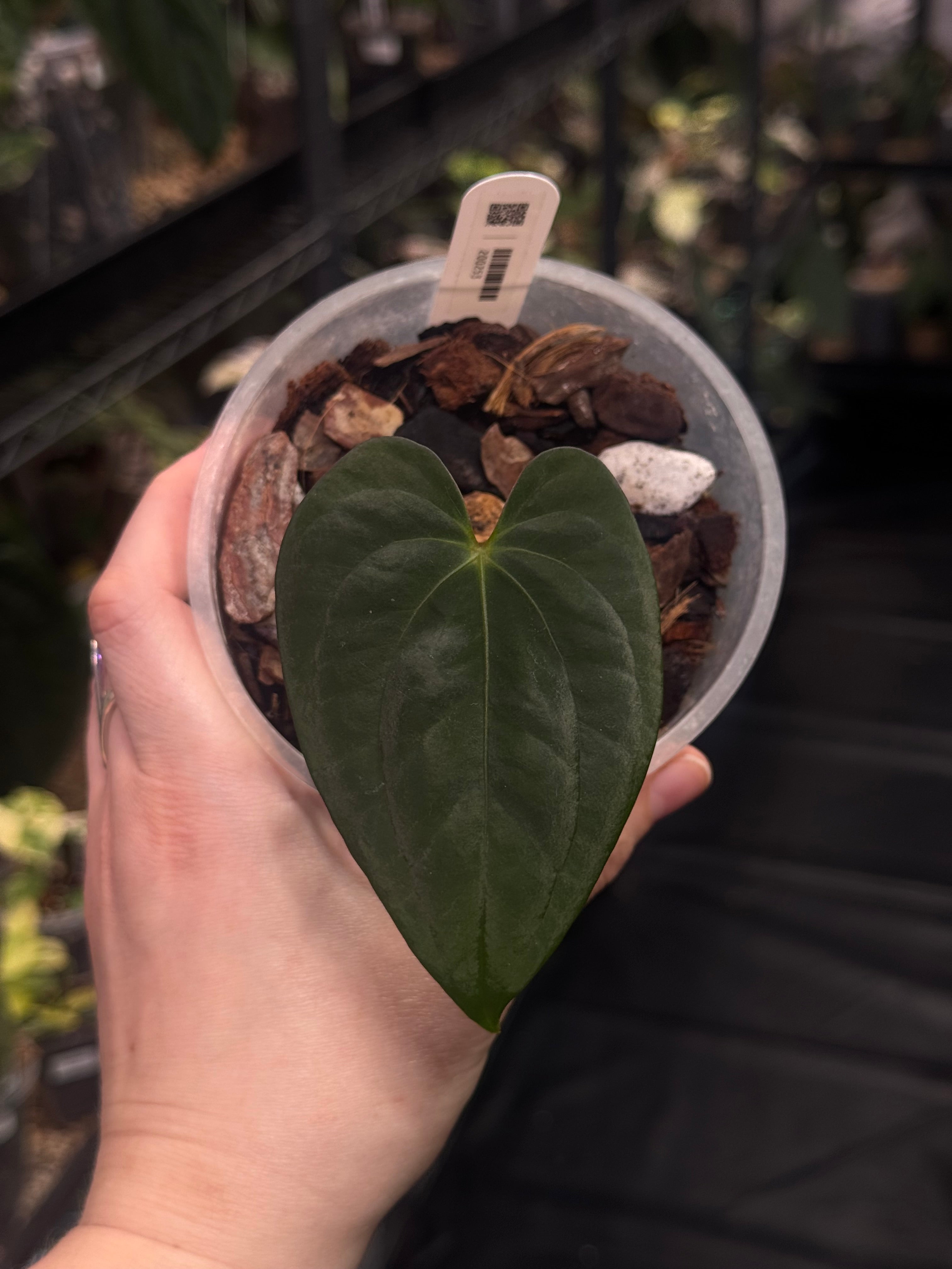 Anthurium ‘Lost Tag’