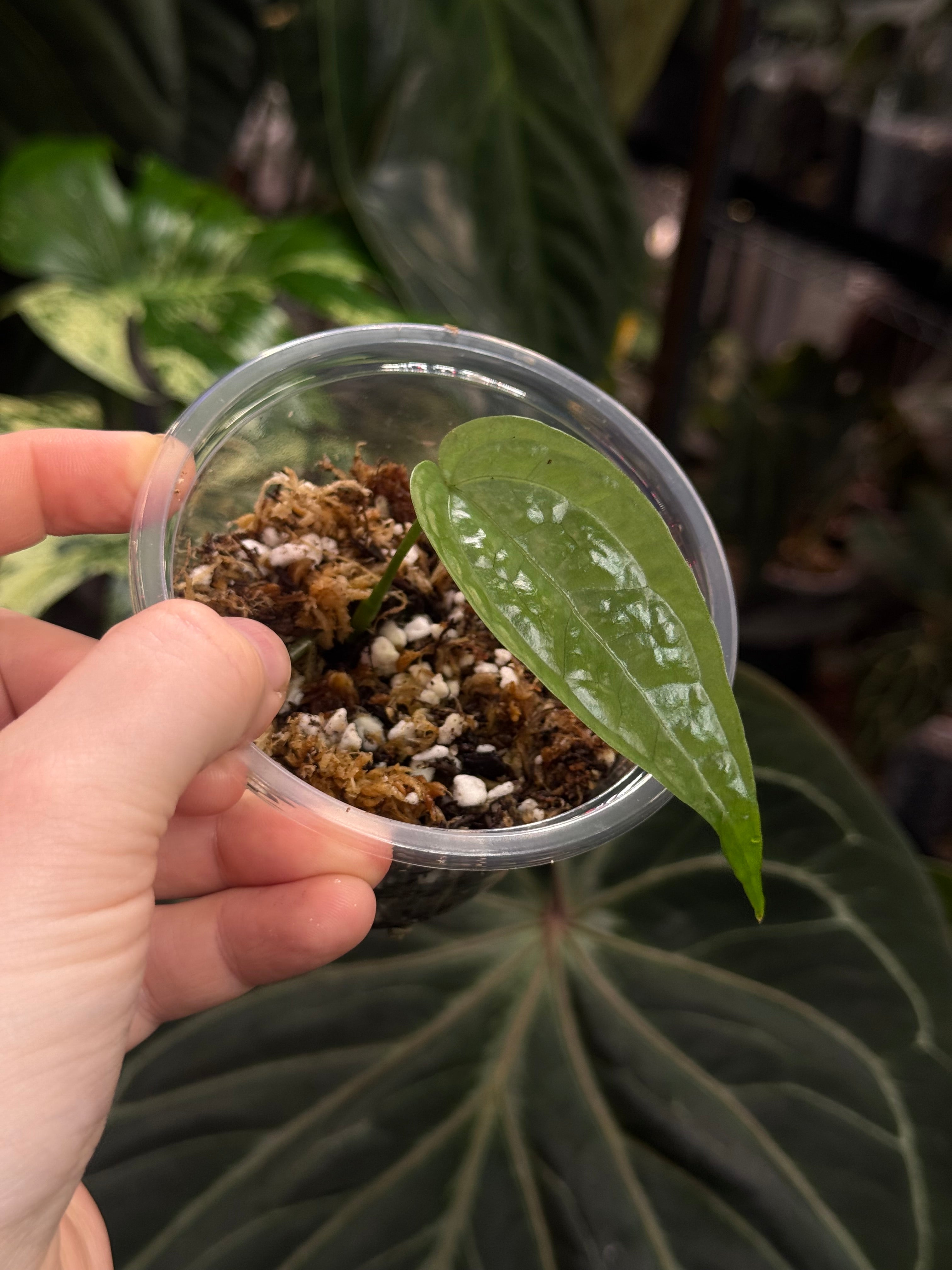 Anthurium sp. Limon