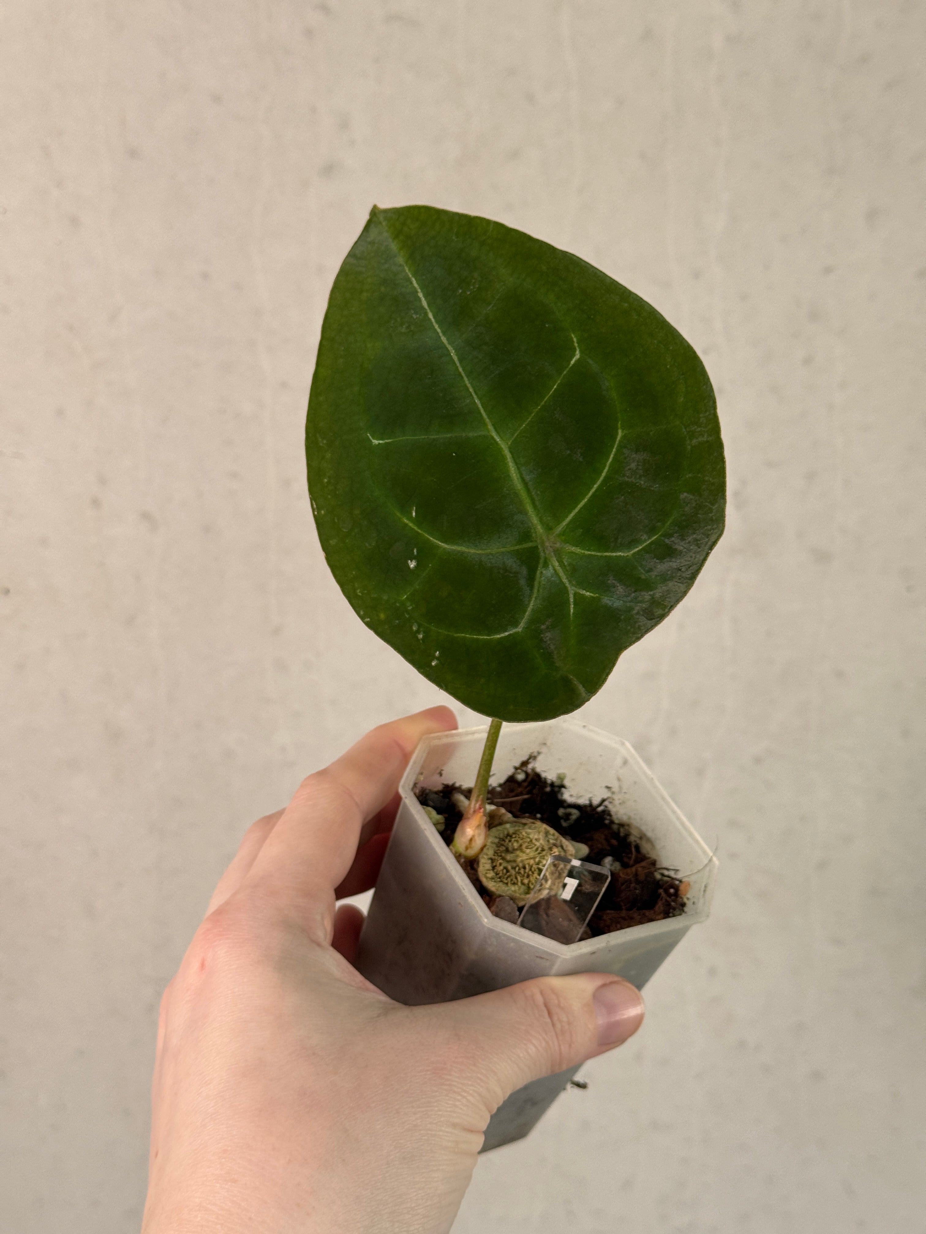 Anthurium Forgetii Silver/White Stripes