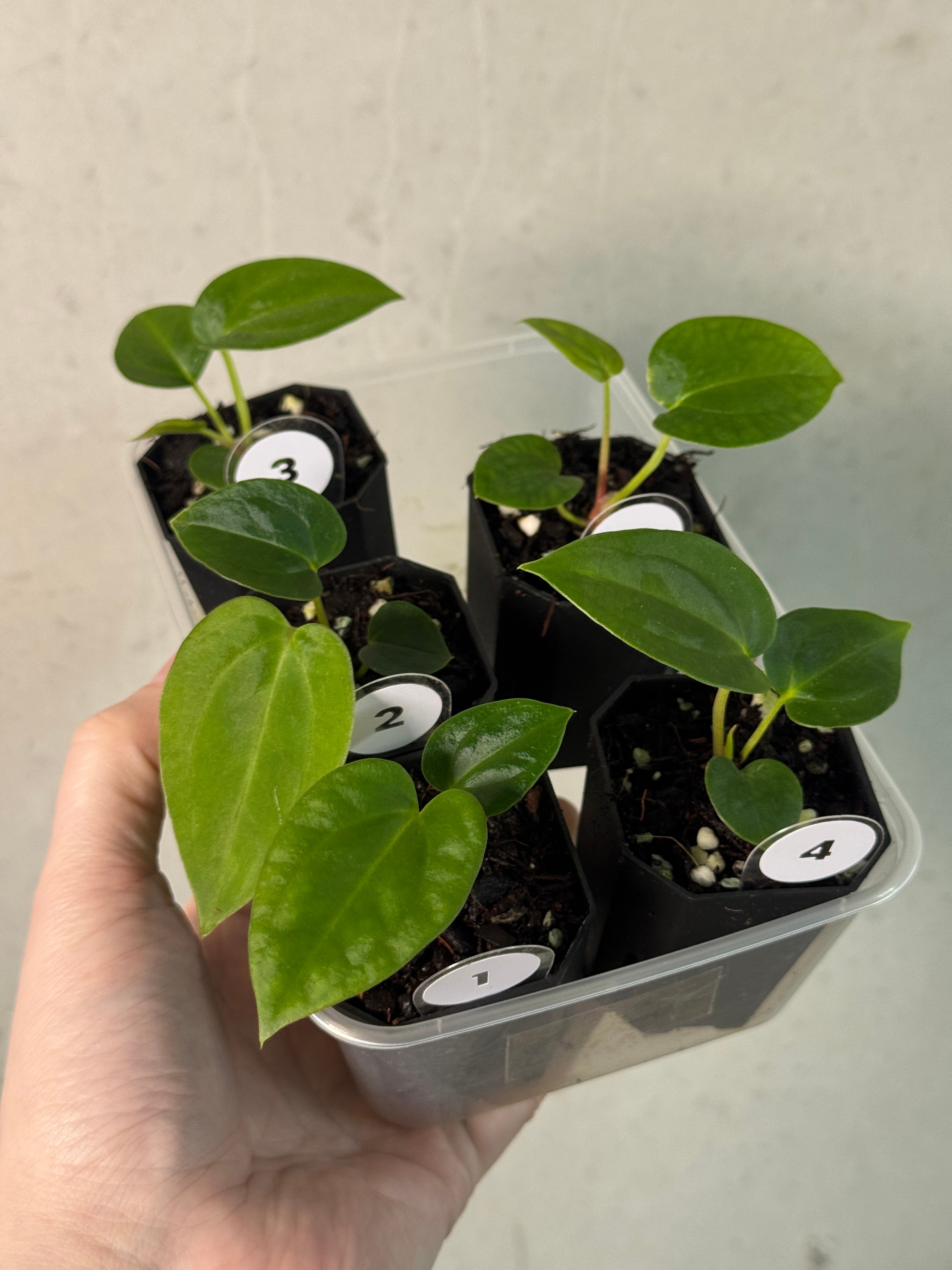 Anthurium Papillilaminum Ree Gardens x BVEP (‘Round’ x RA1) - SMUKHI