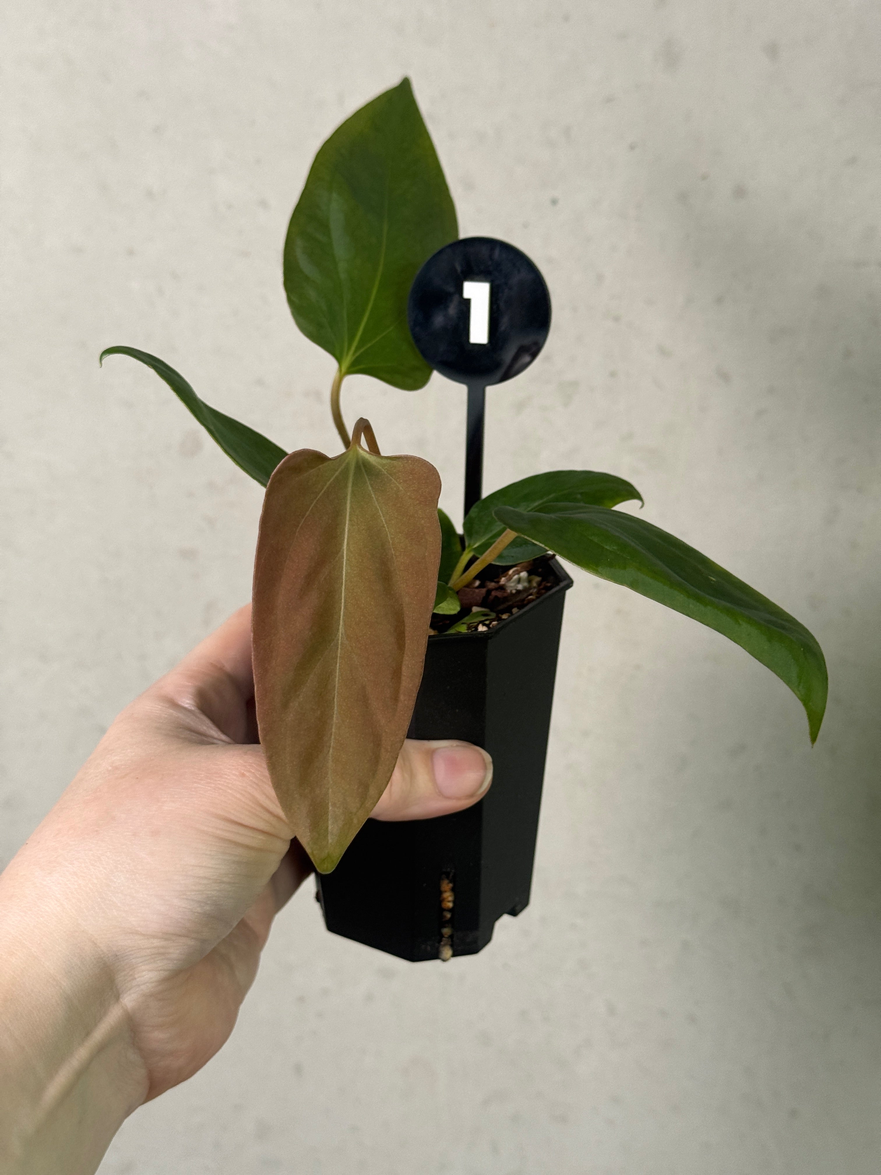 Anthurium Tim Anderson ‘Stripey’ x Portillae ‘Dorito’ plant from Granthuriums with vibrant striped and green foliage.