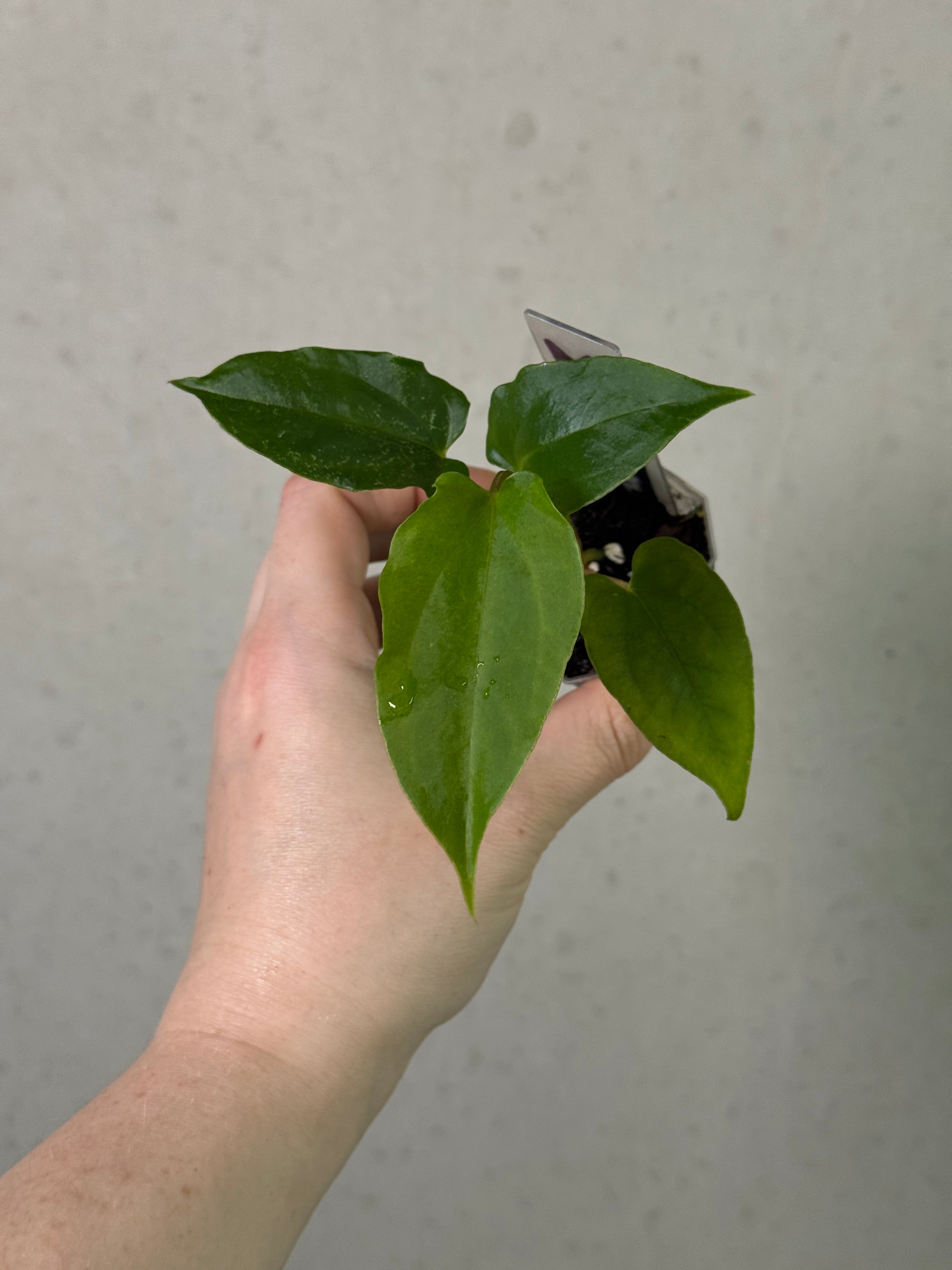 Healthy Anthurium Ralph Lynam S1 plant with glossy green leaves, from Mathiux Aroid, shown in a close-up view.