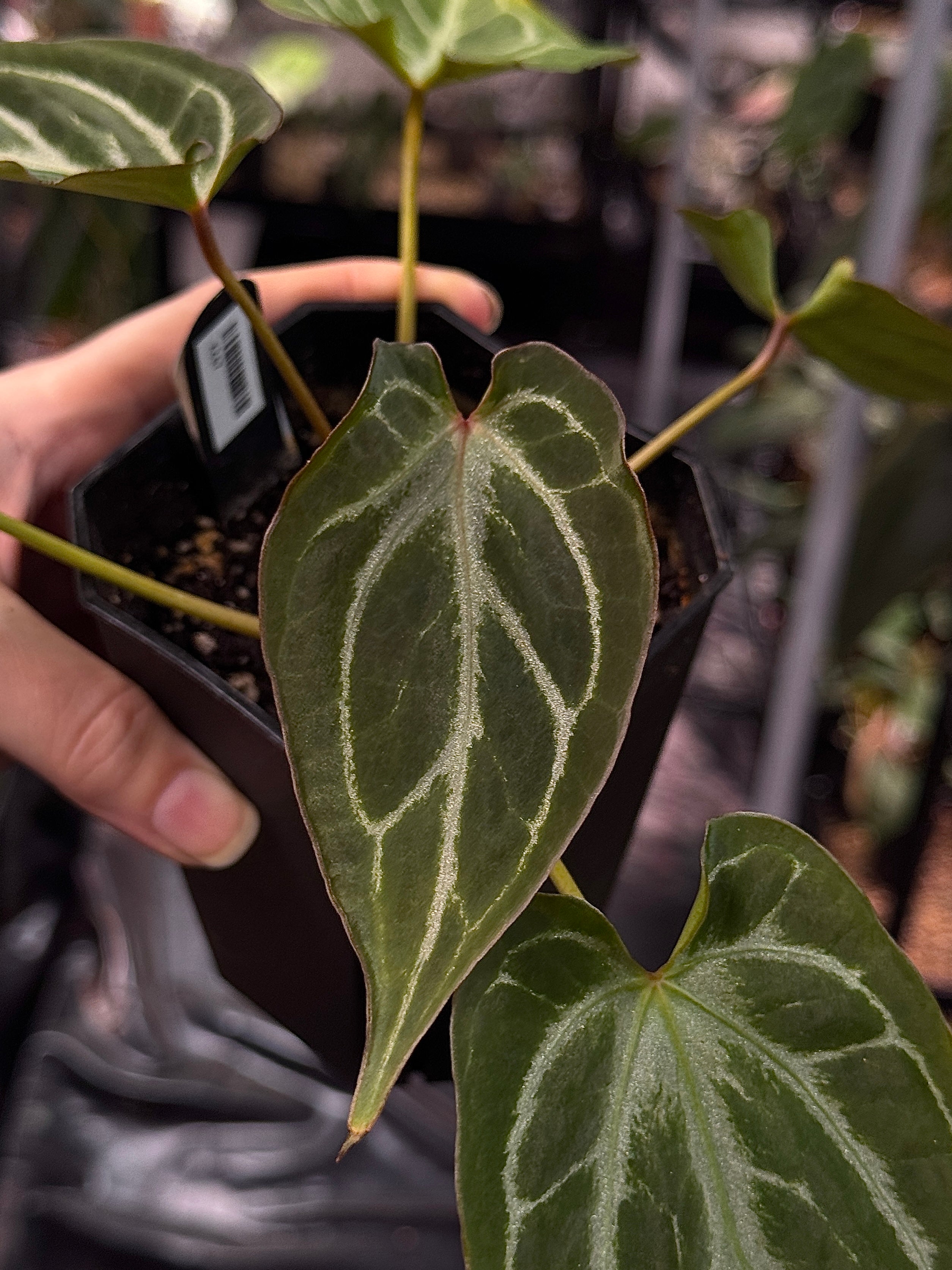 NFS: Anthurium 'Copper’