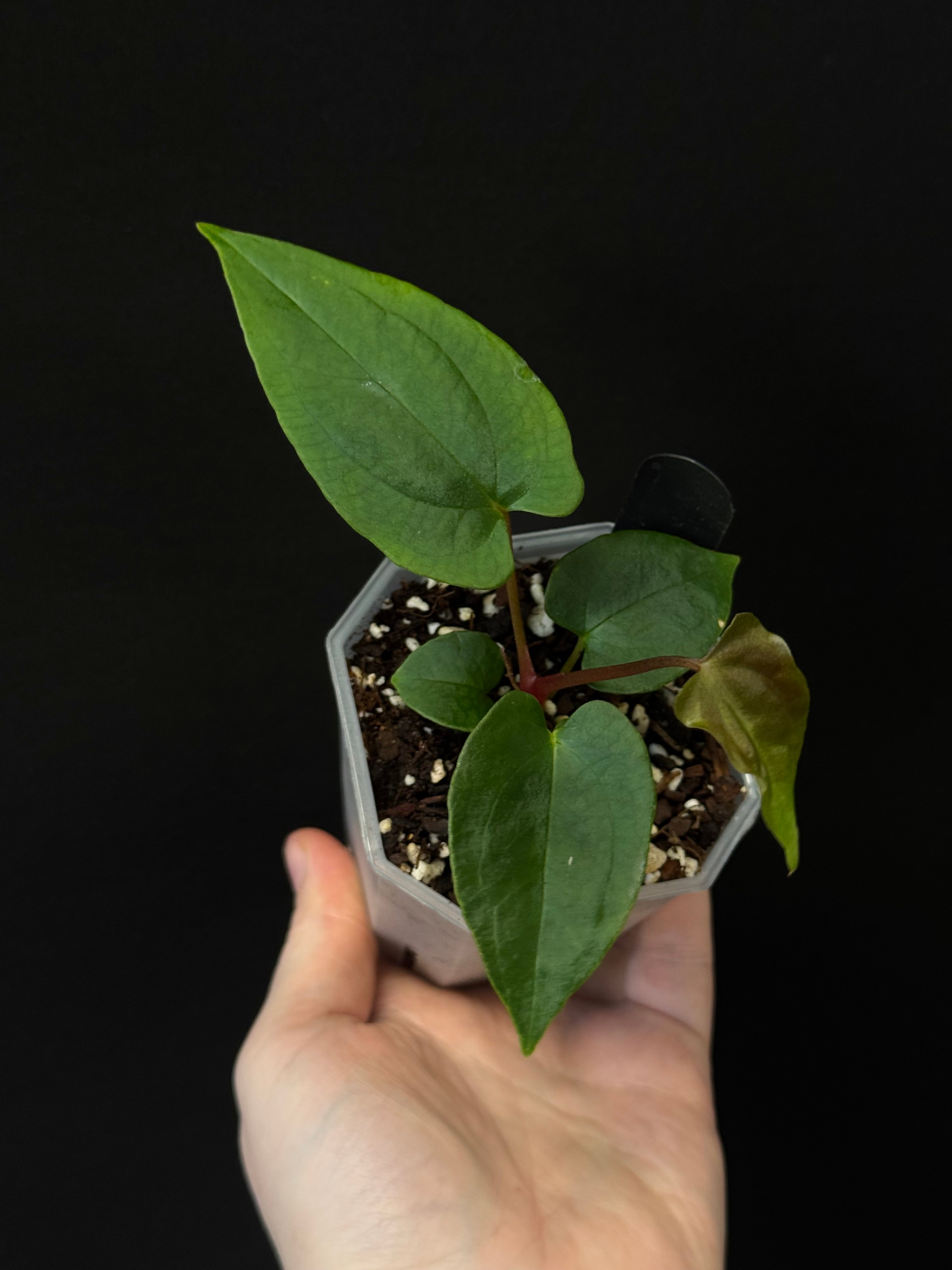 Anthurium RLxFS ‘Menace Black’ x Ralph Lynam F1 (JV)