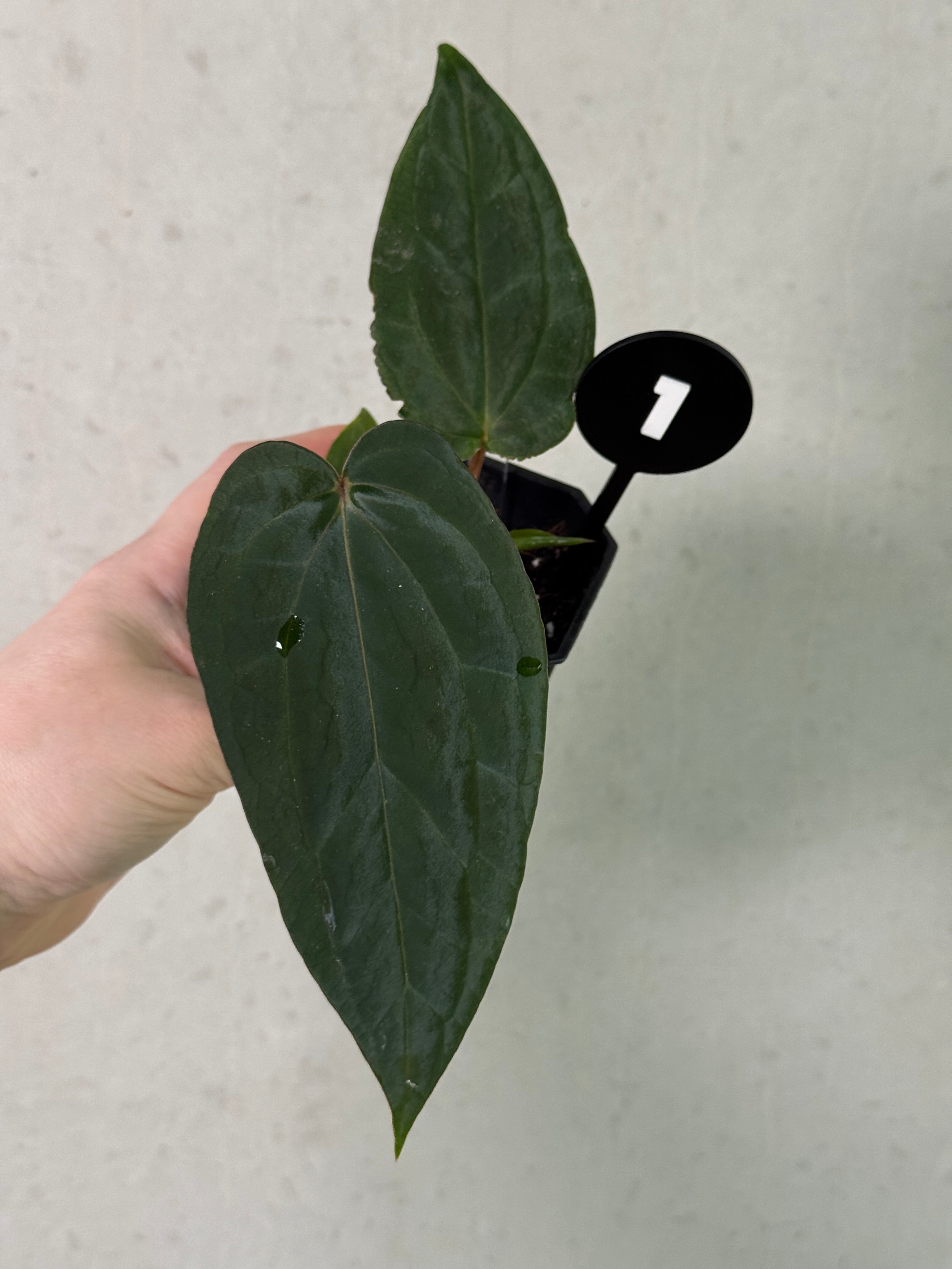 Anthurium (Black Widow x Red Velvet Cake) x (Dressleri RG x Carlablackiae 'Amanda')