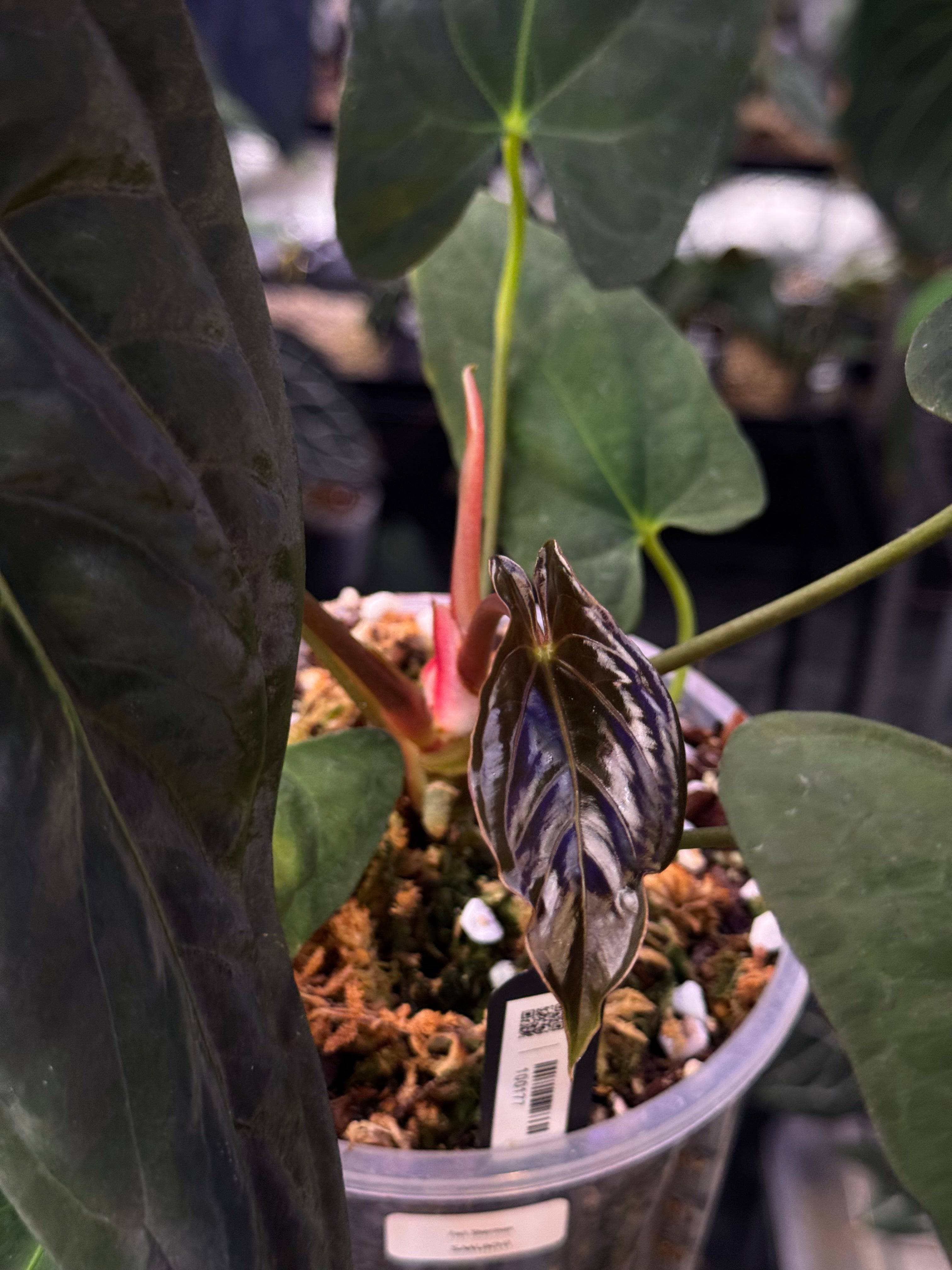 NFS: Anthurium Fort Sherman - SMUKHI