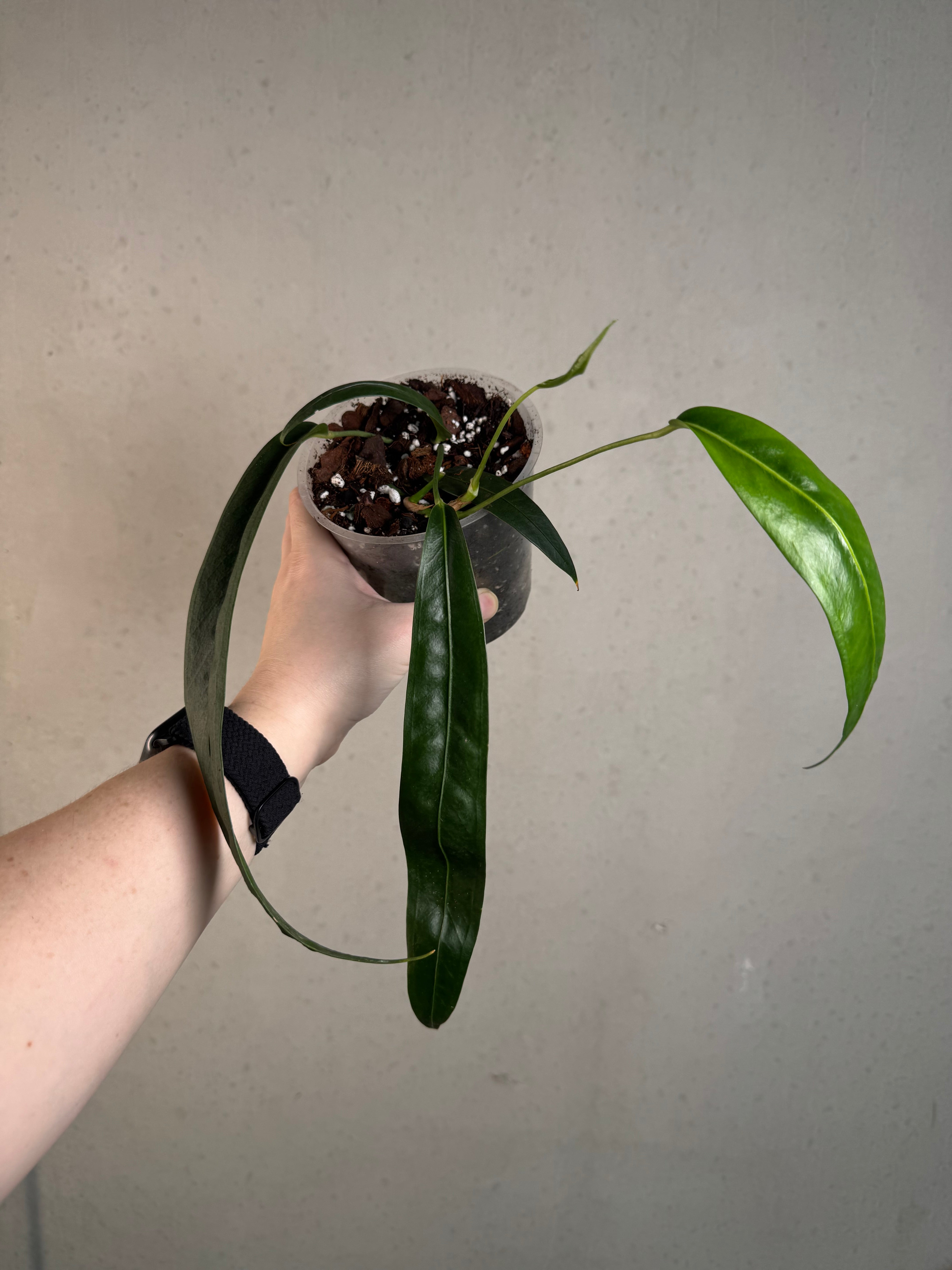 B-Grade/Sad Plants - Various Plants