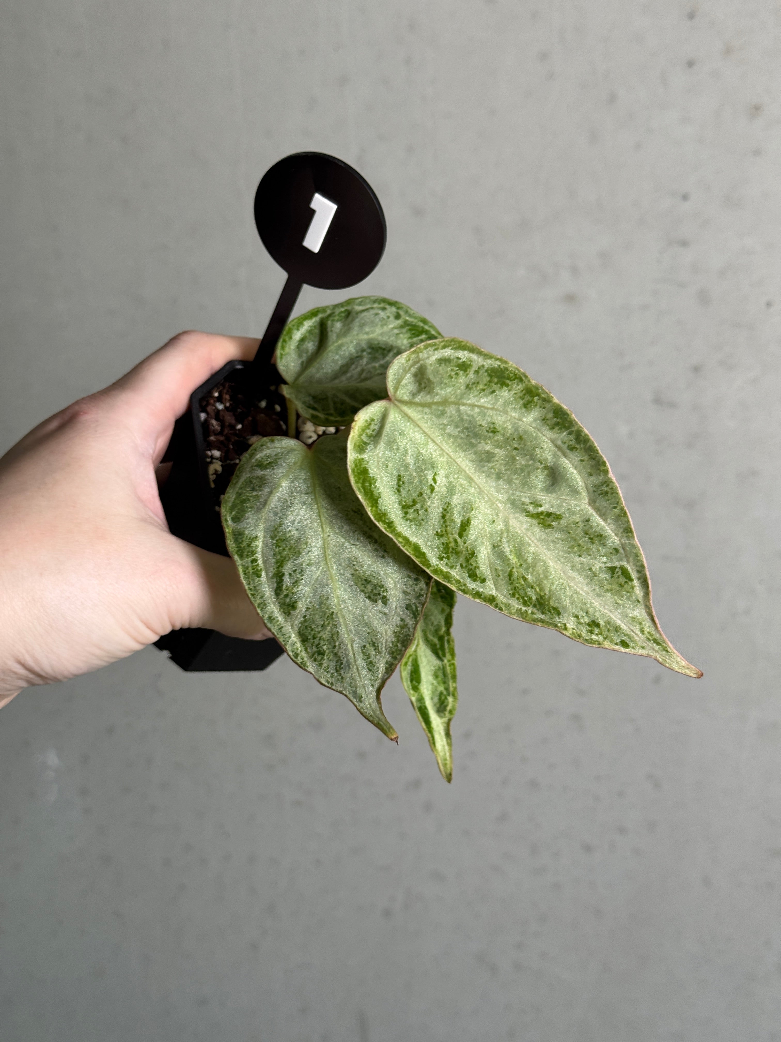 Anthurium ‘Silver Blush’ Mint / Blister Variegata