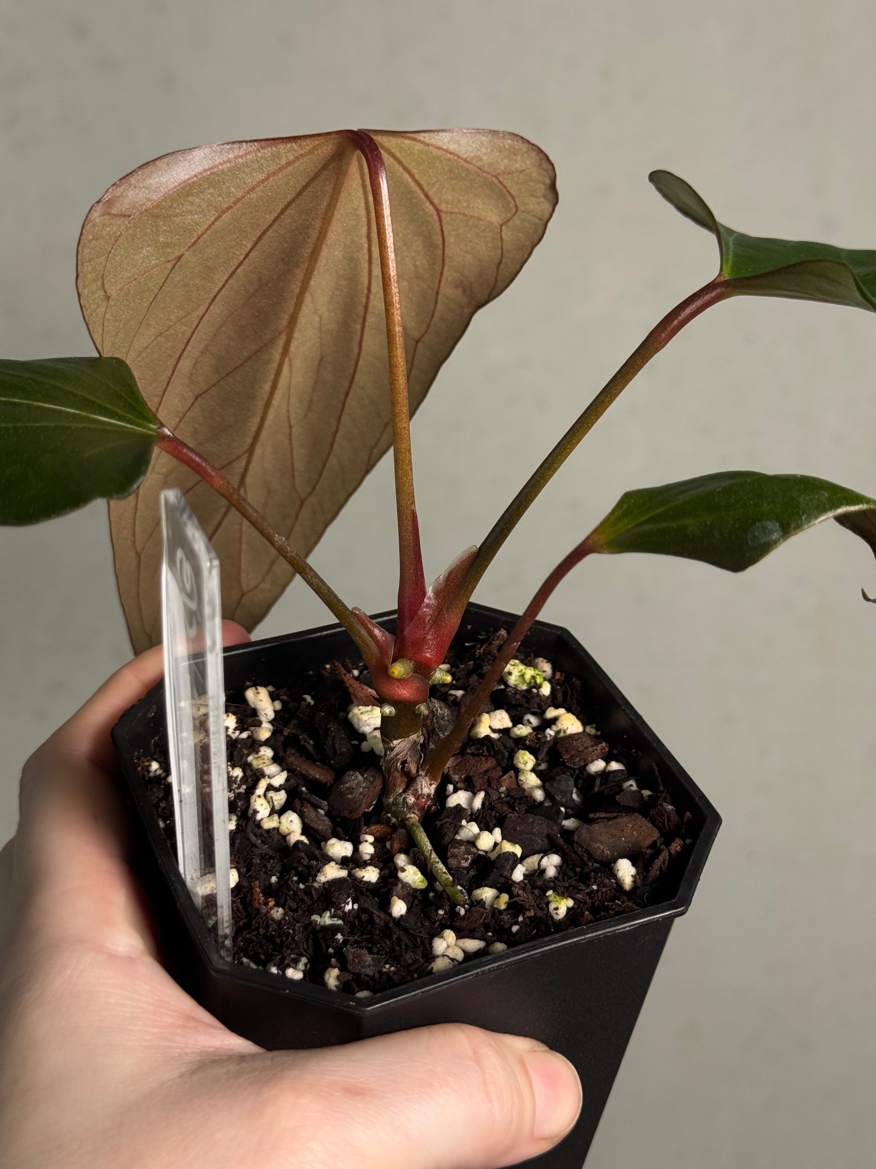 Anthurium ‘Black Sweet’ #2 - Clone - SMUKHI