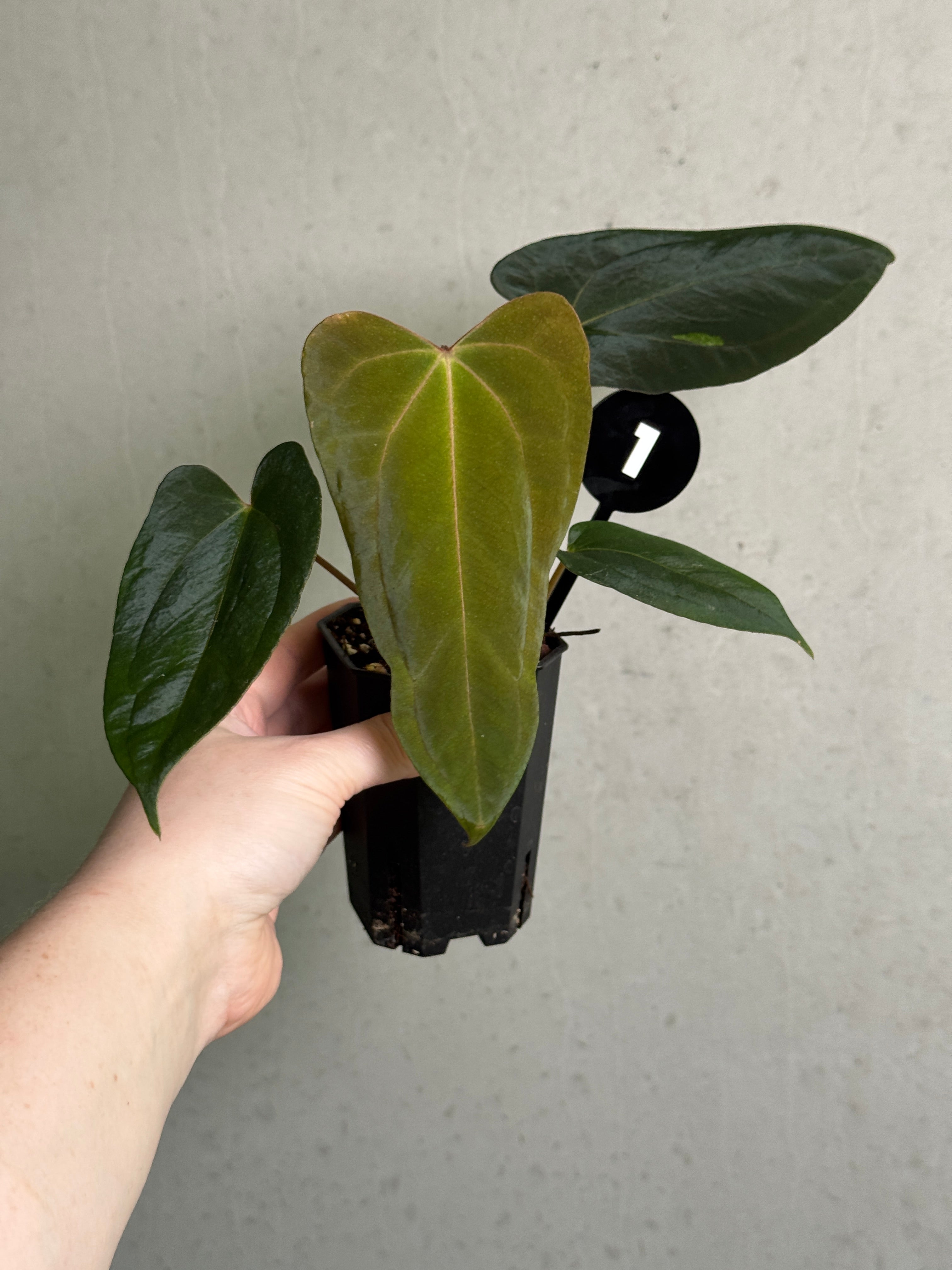 Crystallinaminum Anthurium FSxRL 'Grim Reaper' x Portillae 'Dorito' plant with dark green leaves and unique foliage.