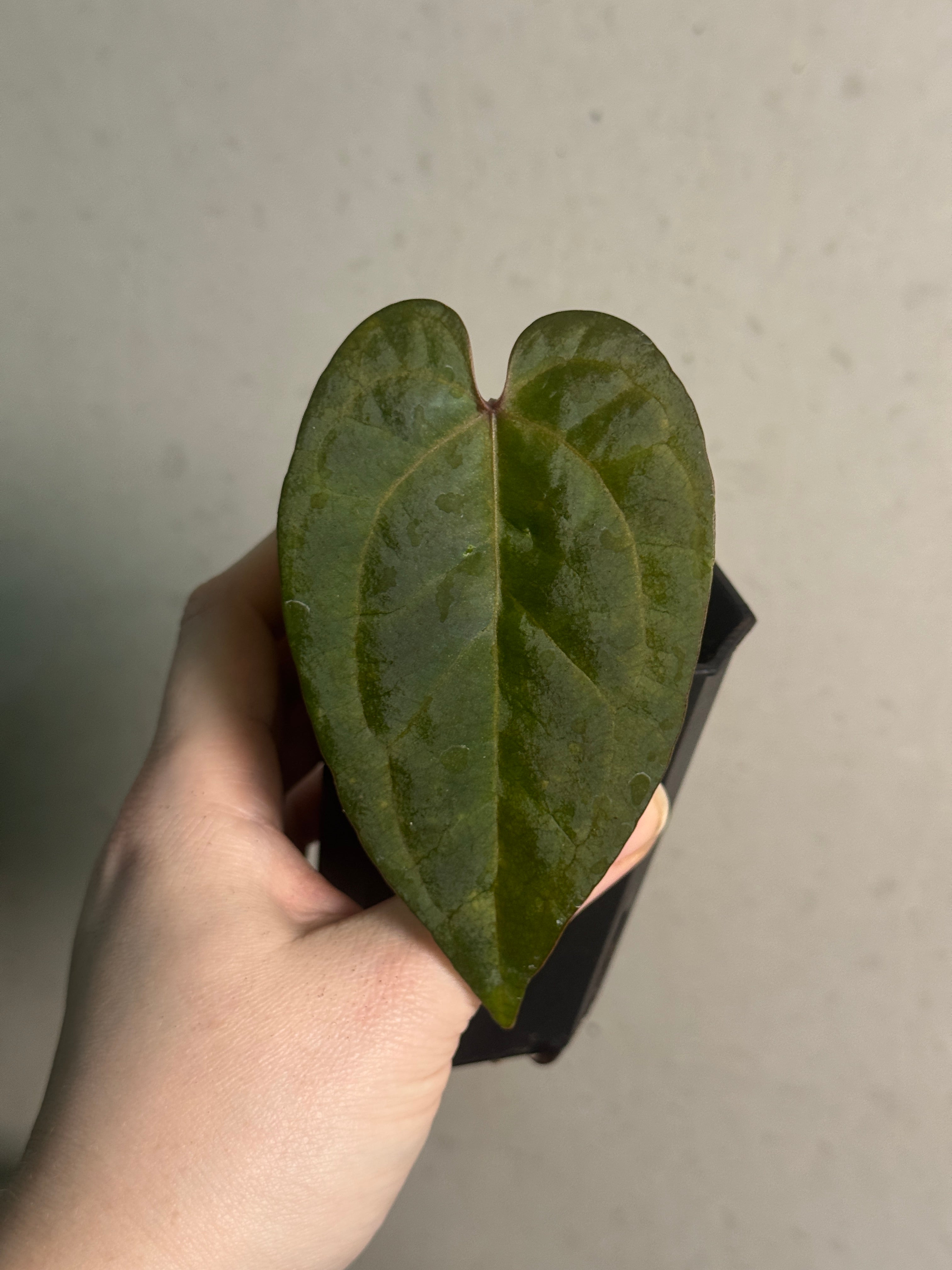 Anthurium Ace of Spades Dark Form F1 (SKG) - Clone - SMUKHI