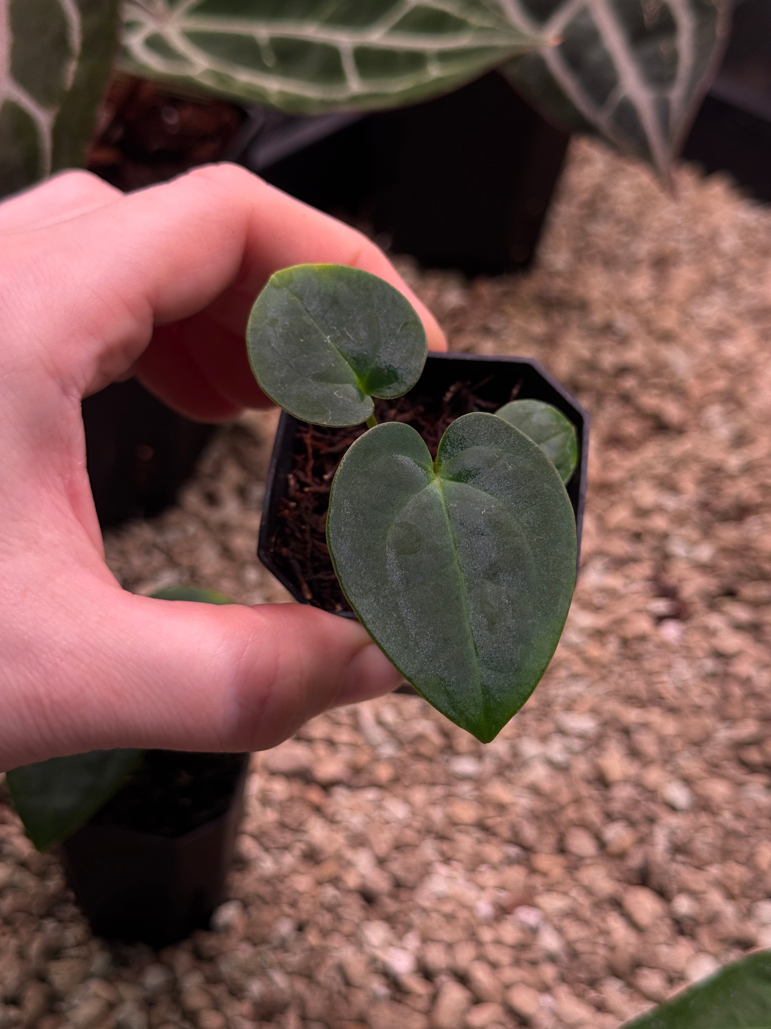 Anthurium Carlablackiae (RA5 x RA10) x (Dressleri RG F2 x Carlablackiae ‘Amanda’)
