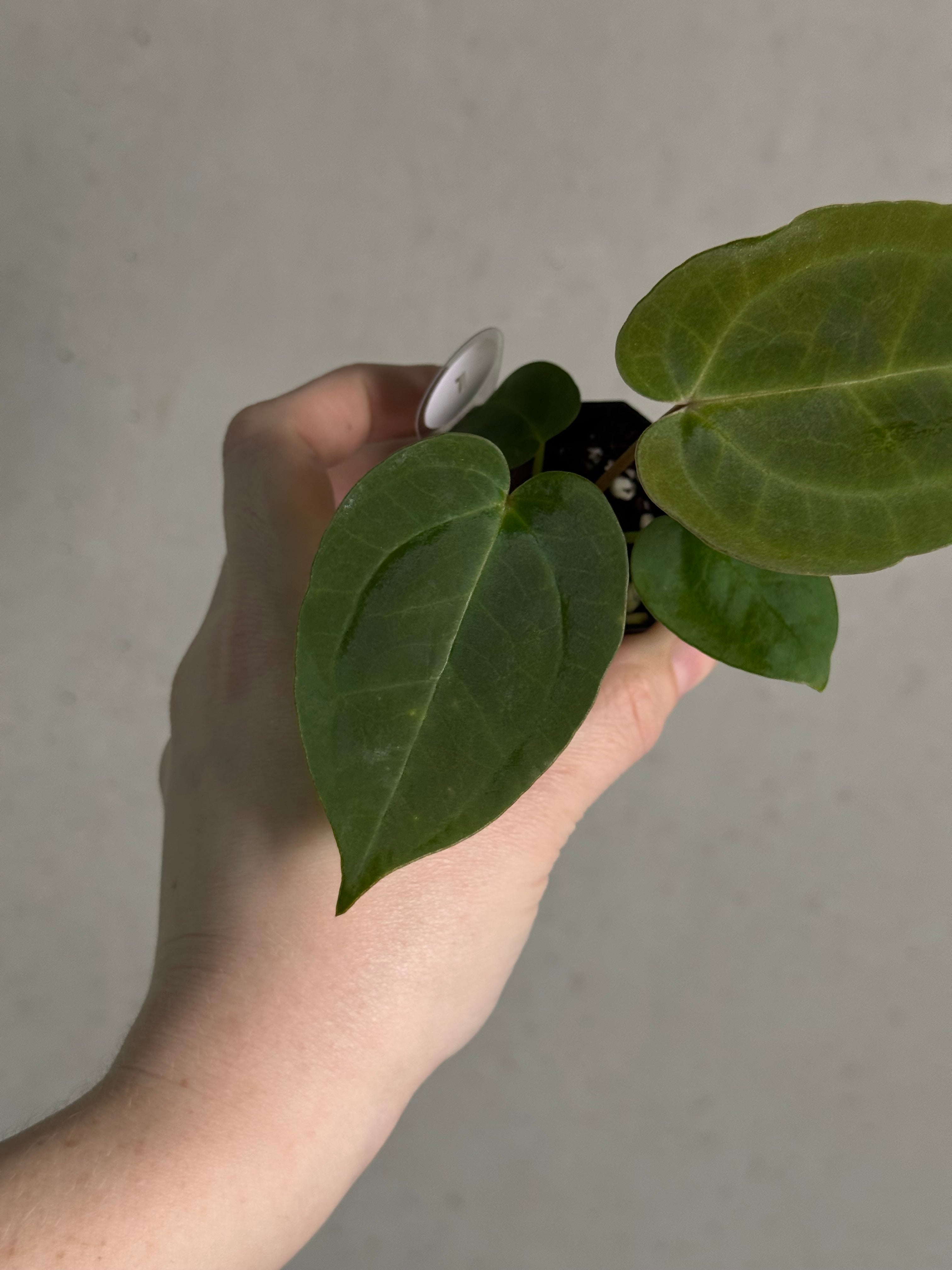 Anthurium (Goliath x Dark Phoenix) x Michelle - SMUKHI