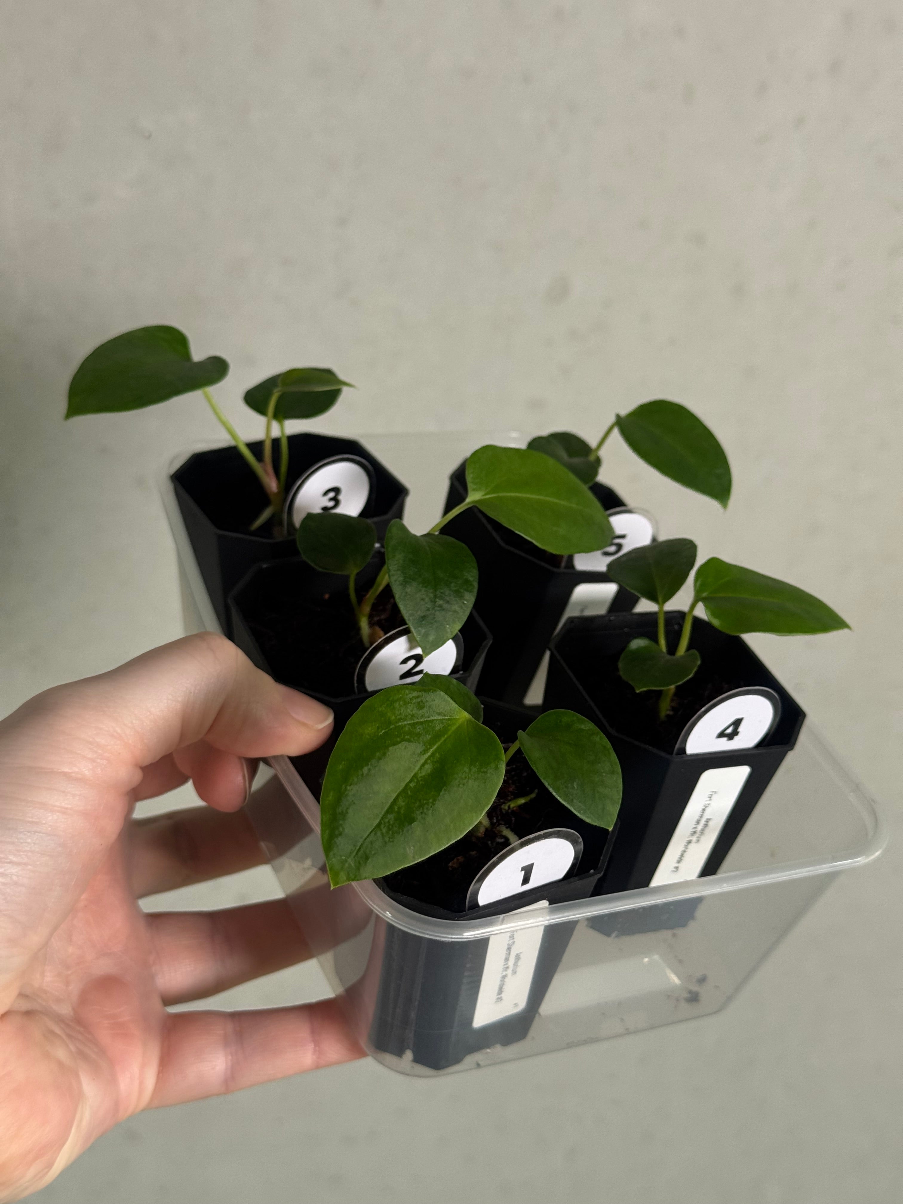 Anthurium Fort Sherman x Mr. Worldwide #2 - SMUKHI