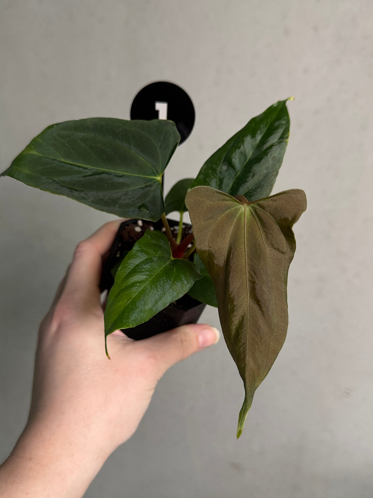 Crystallinaminum Anthurium FSxRL 'Shadow Reaper' x 'Grim Reaper' plant with dark, glossy leaves and striking foliage.